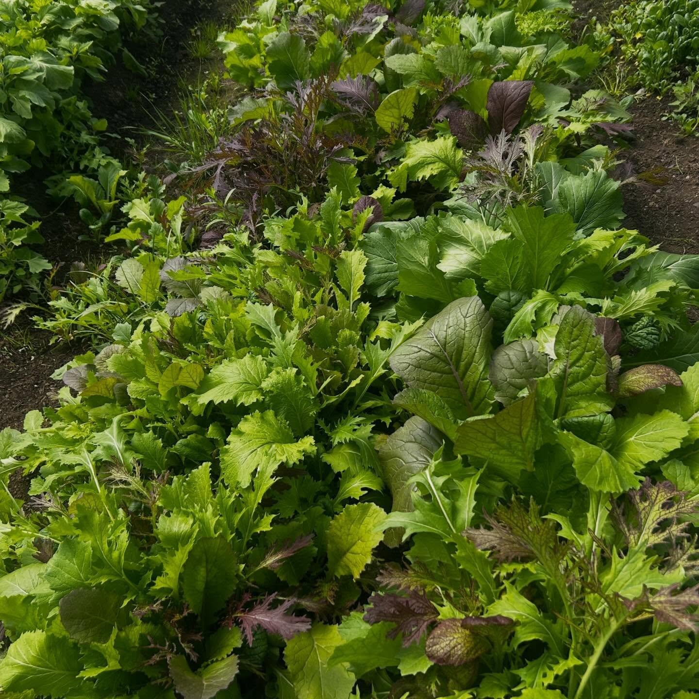 Mustard greens are here!