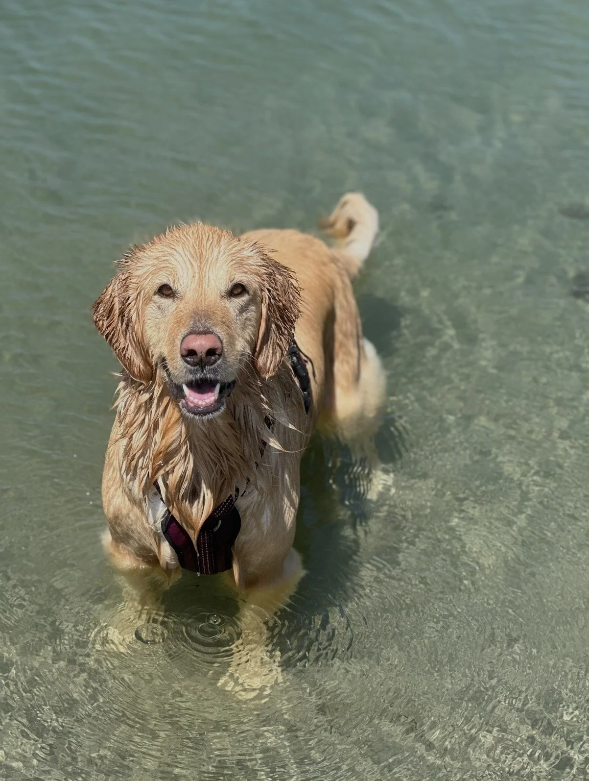 Dog of the Week: Meet Bailey 