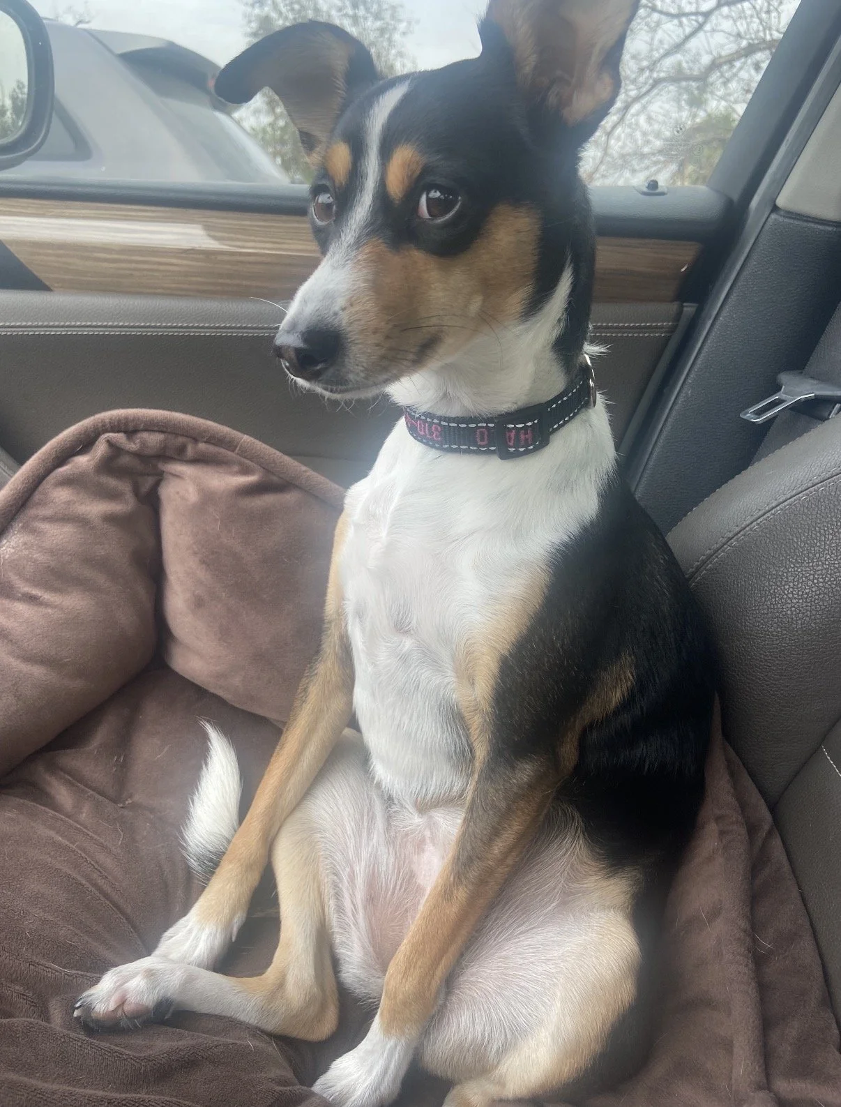 Dog of the Week: Meet Halo