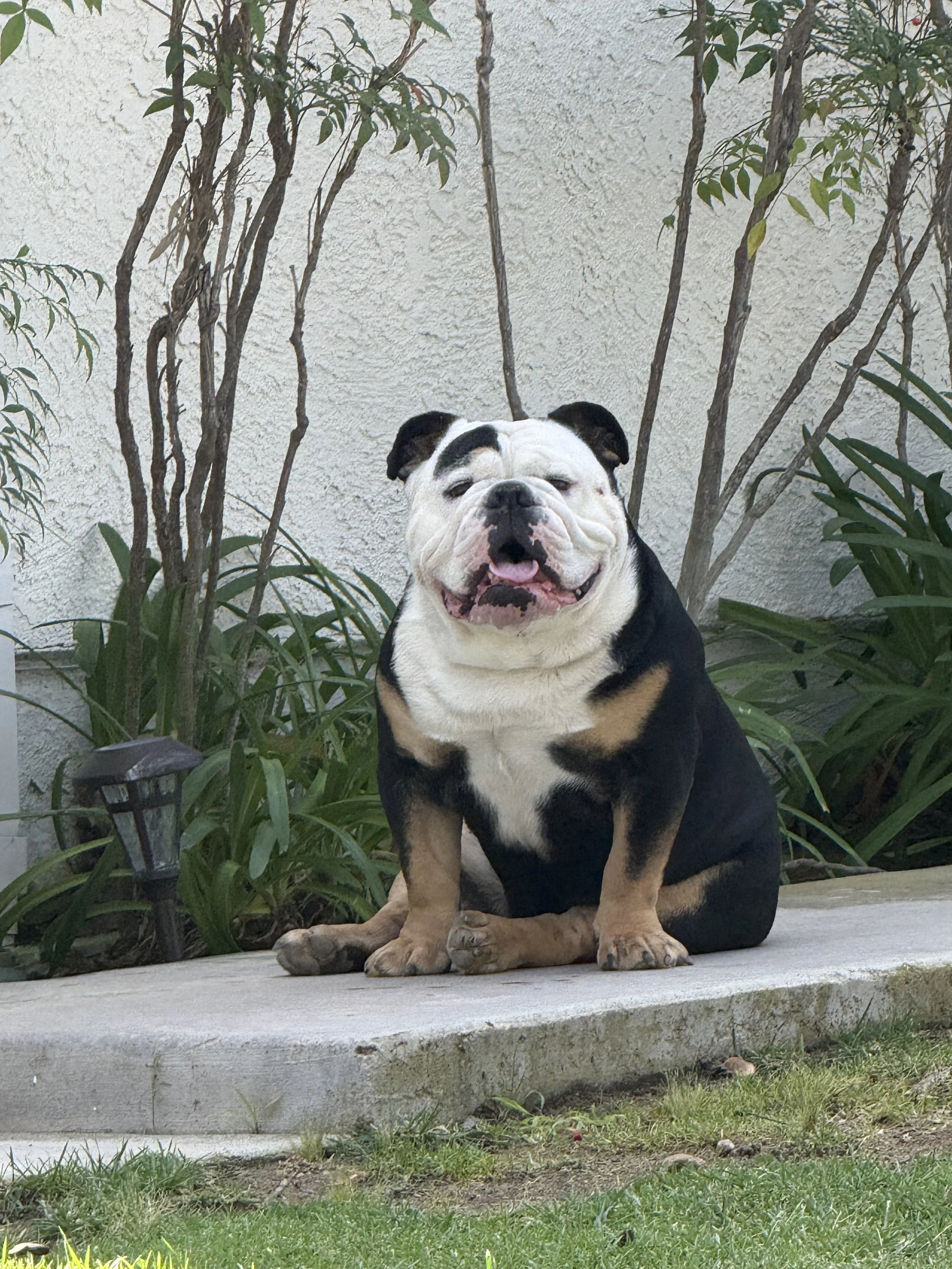Dog of the Week: Meet Leroy Brown