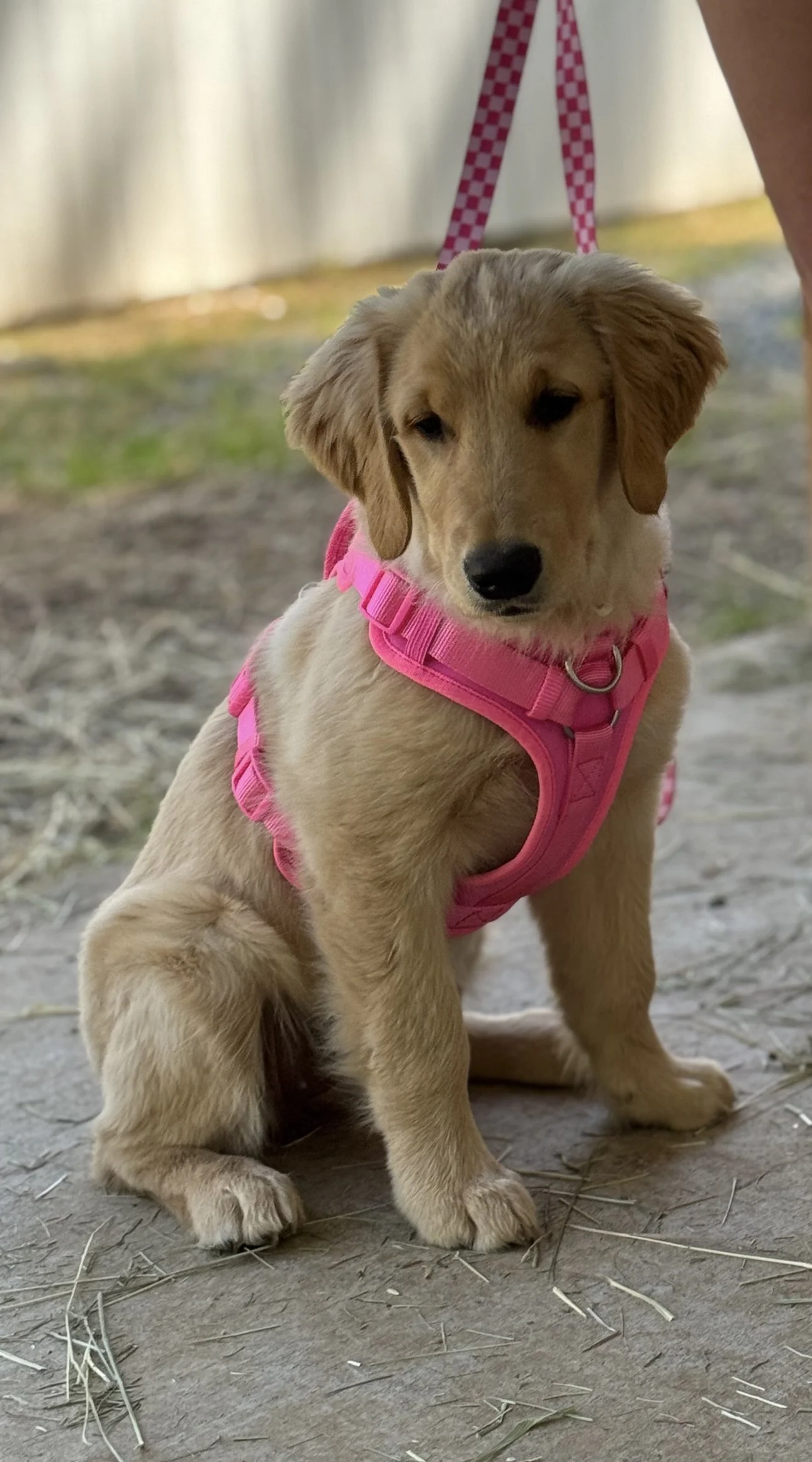 Dog of the Week: Meet Sadie