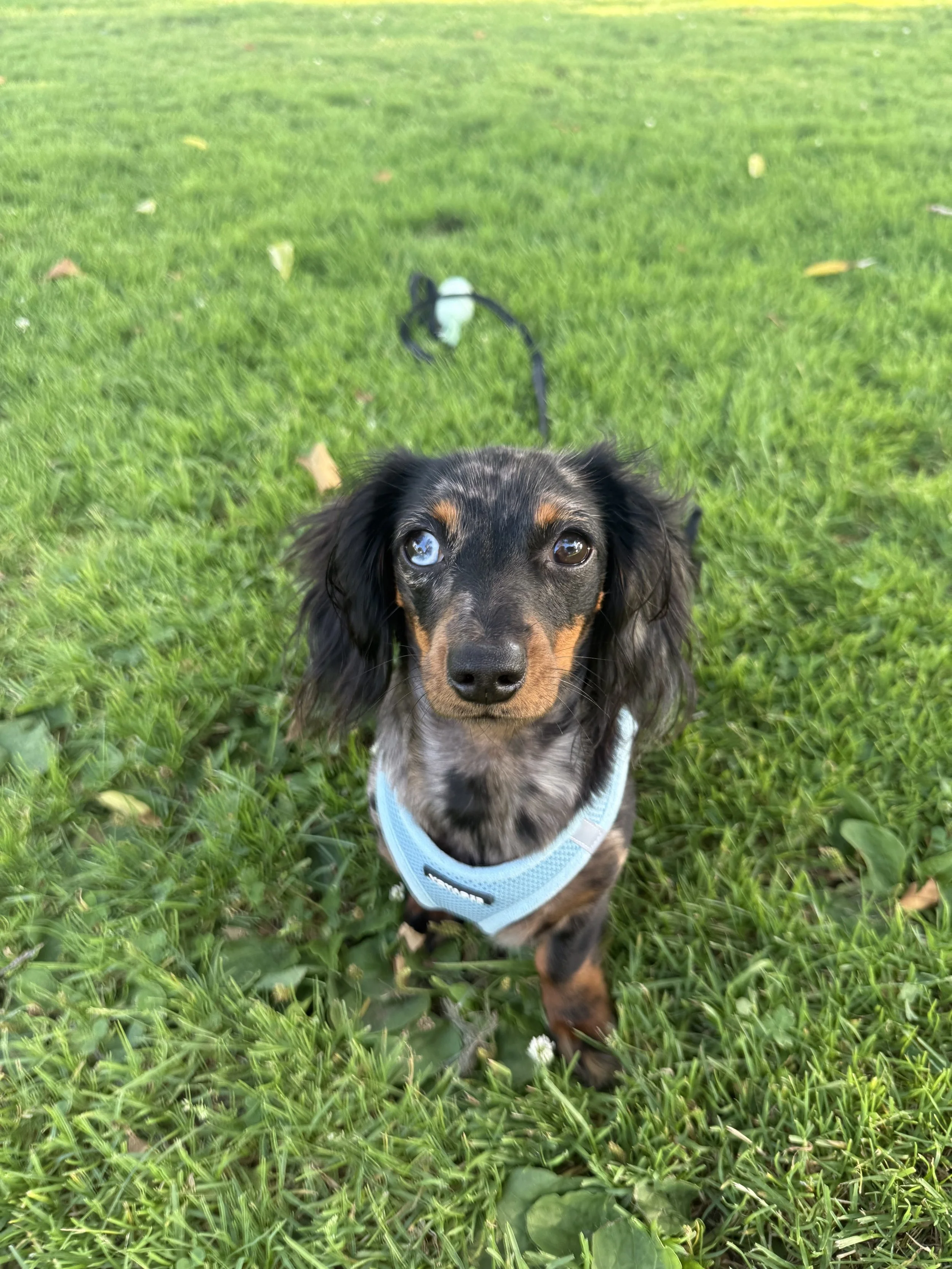 Dog of the Week: Meet Mila (@sassy._.sausage &amp; @milathaween)