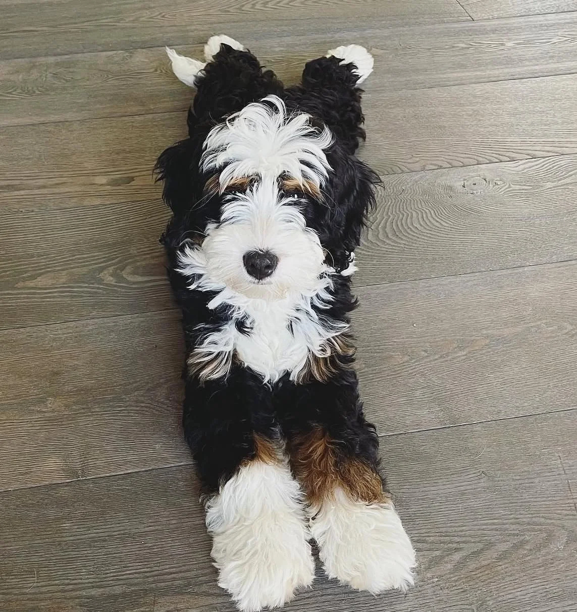 Dog of the Week: Meet Scarlett (@sweetheartscarscar)