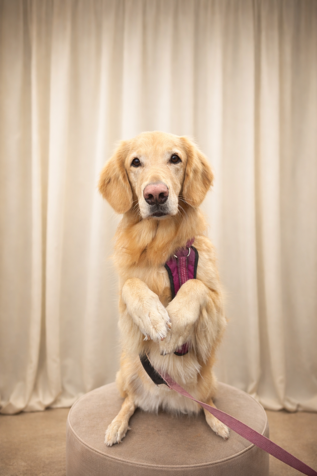 A golden retriever dog with floppy ears, sitting on a round stool, facing the camera with its paws raised, in front of a beige curtain background.