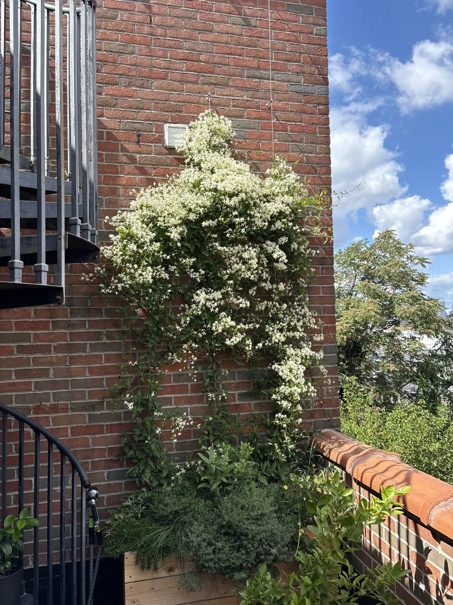 habit-brooklyn-terrace-23.webp