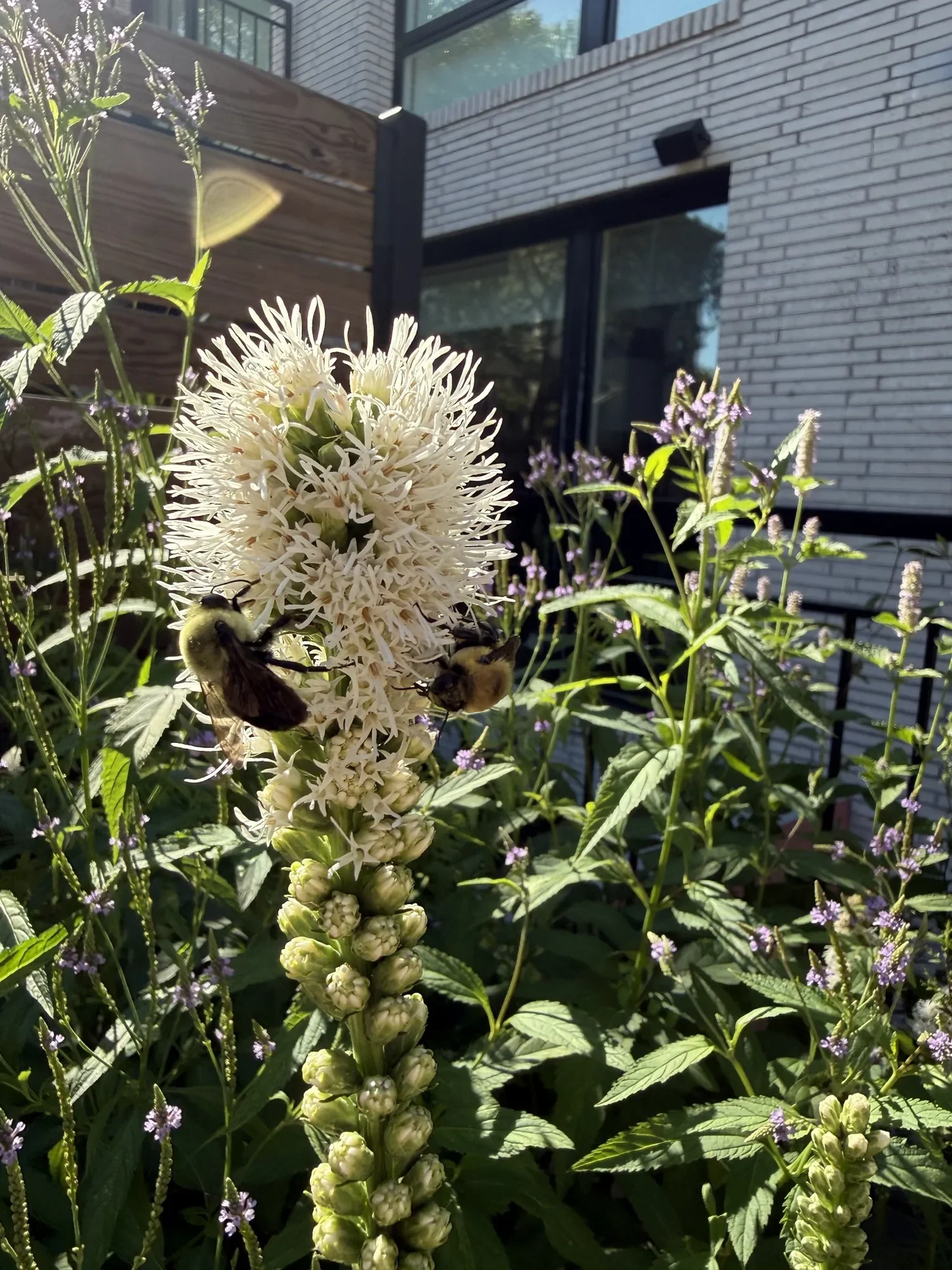 habit-brooklyn-landscape-53.webp