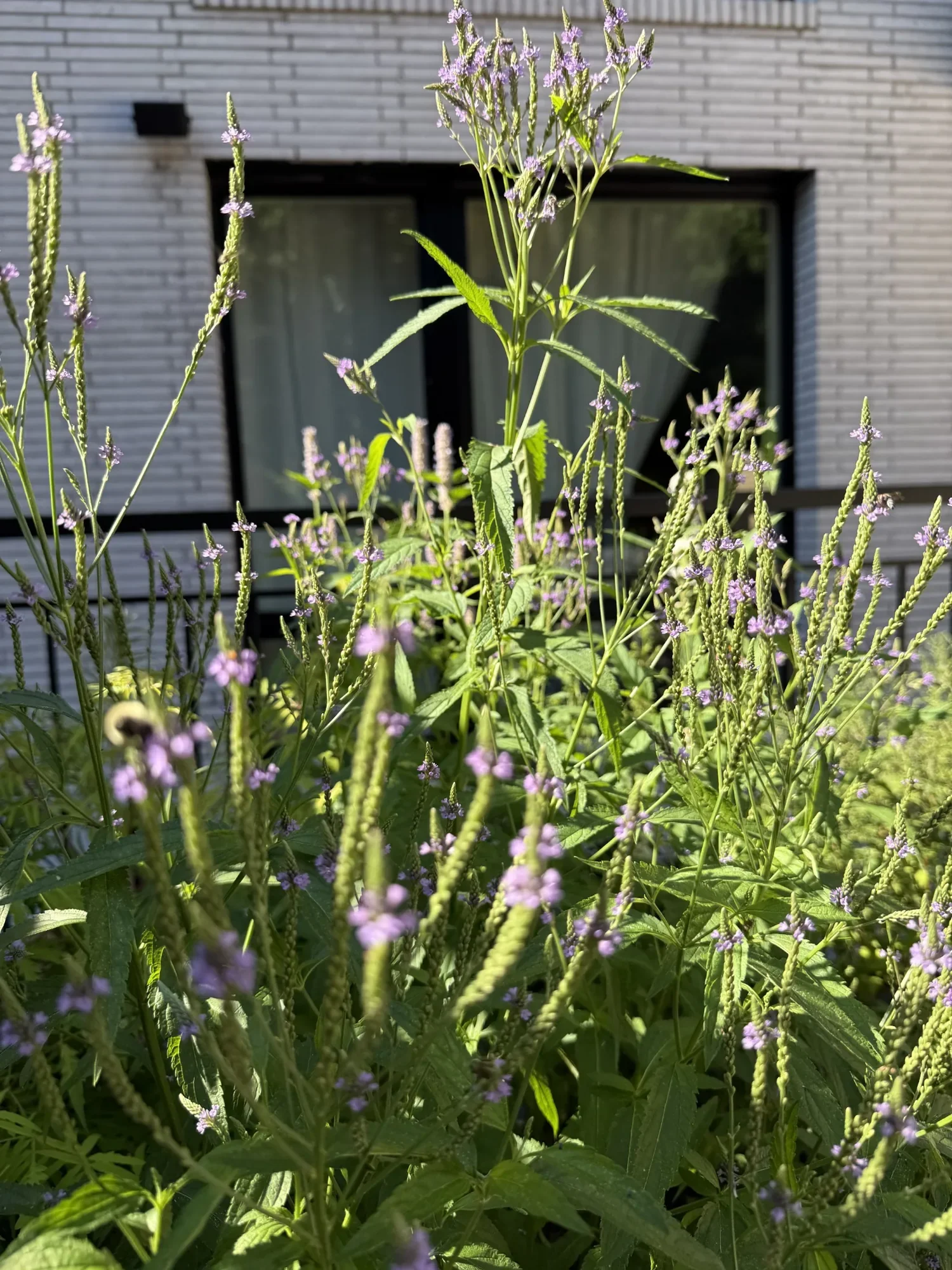 habit-brooklyn-landscape-51.webp