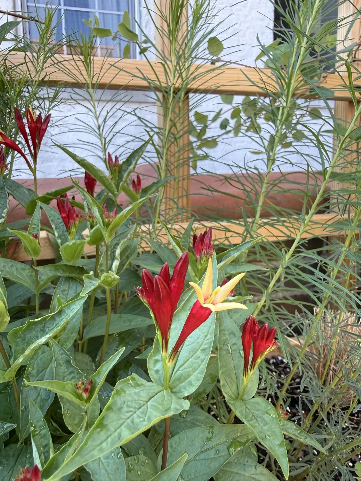 habit-brooklyn-terrace-19.webp