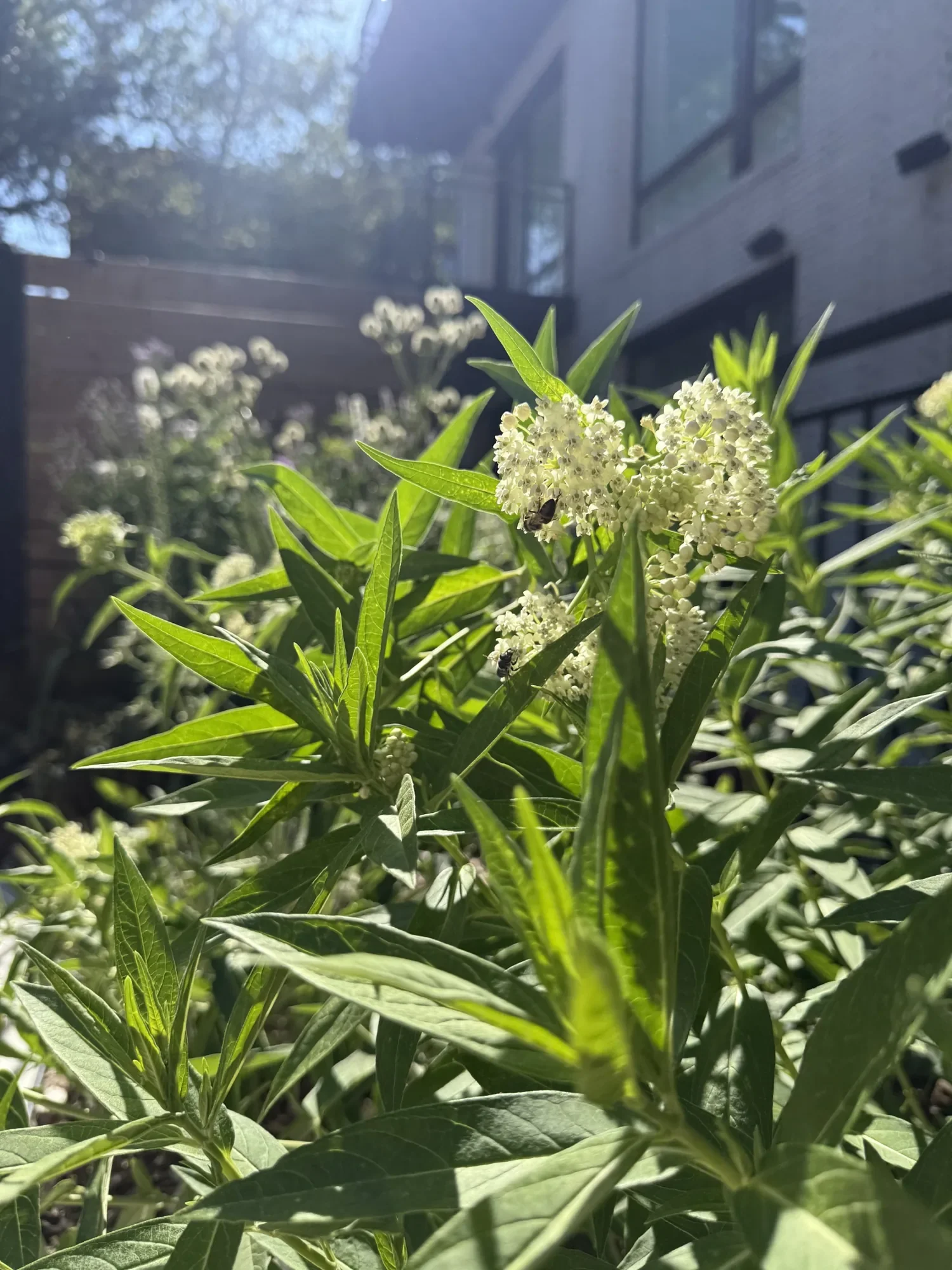 habit-brooklyn-landscape-52.webp