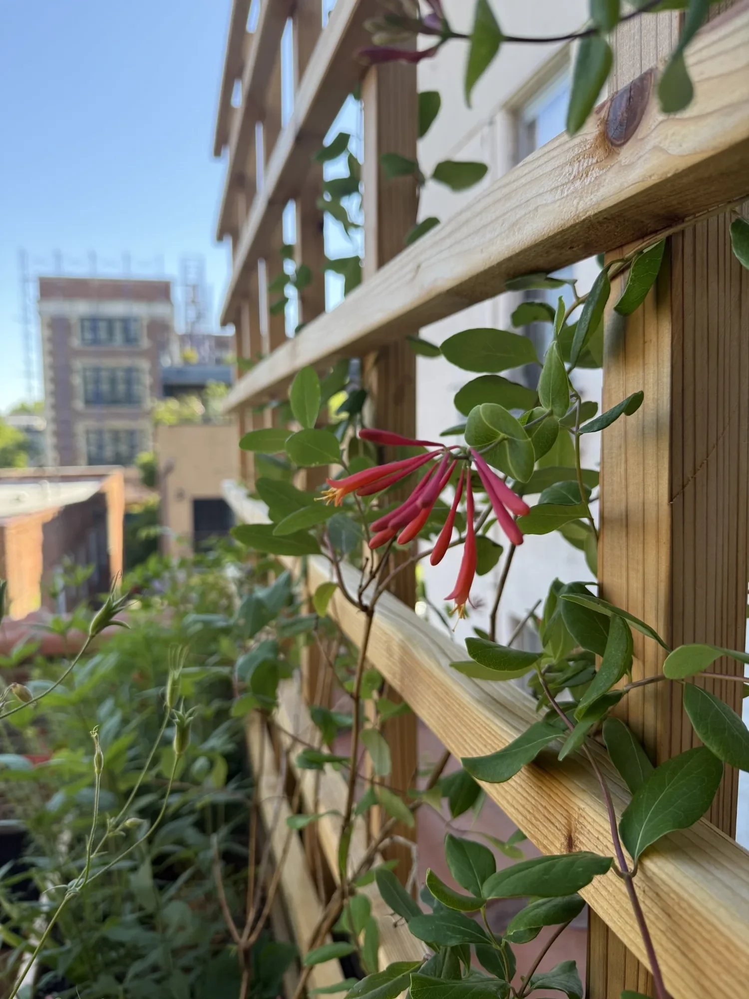 habit-brooklyn-terrace-17.webp