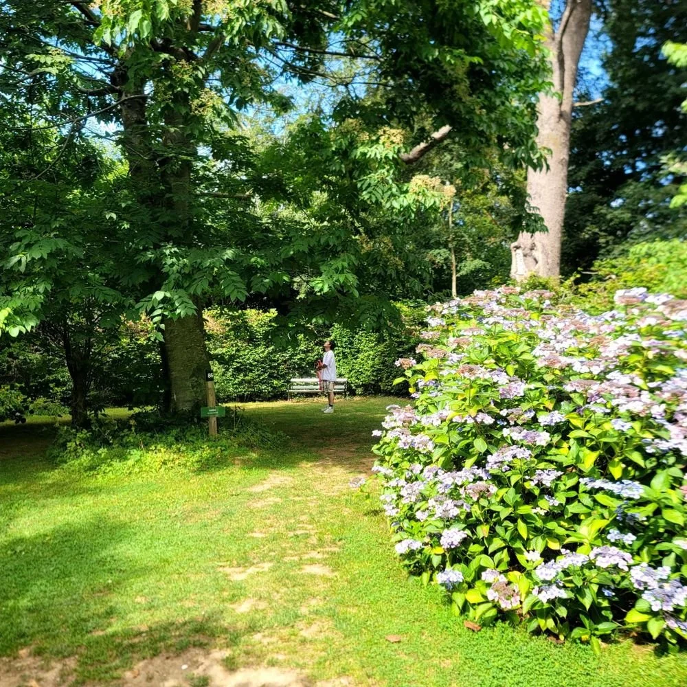 A person standing near a large tree along a grassy path in a lush green garden with hydrangea flowers on the right side and a bench in the background.