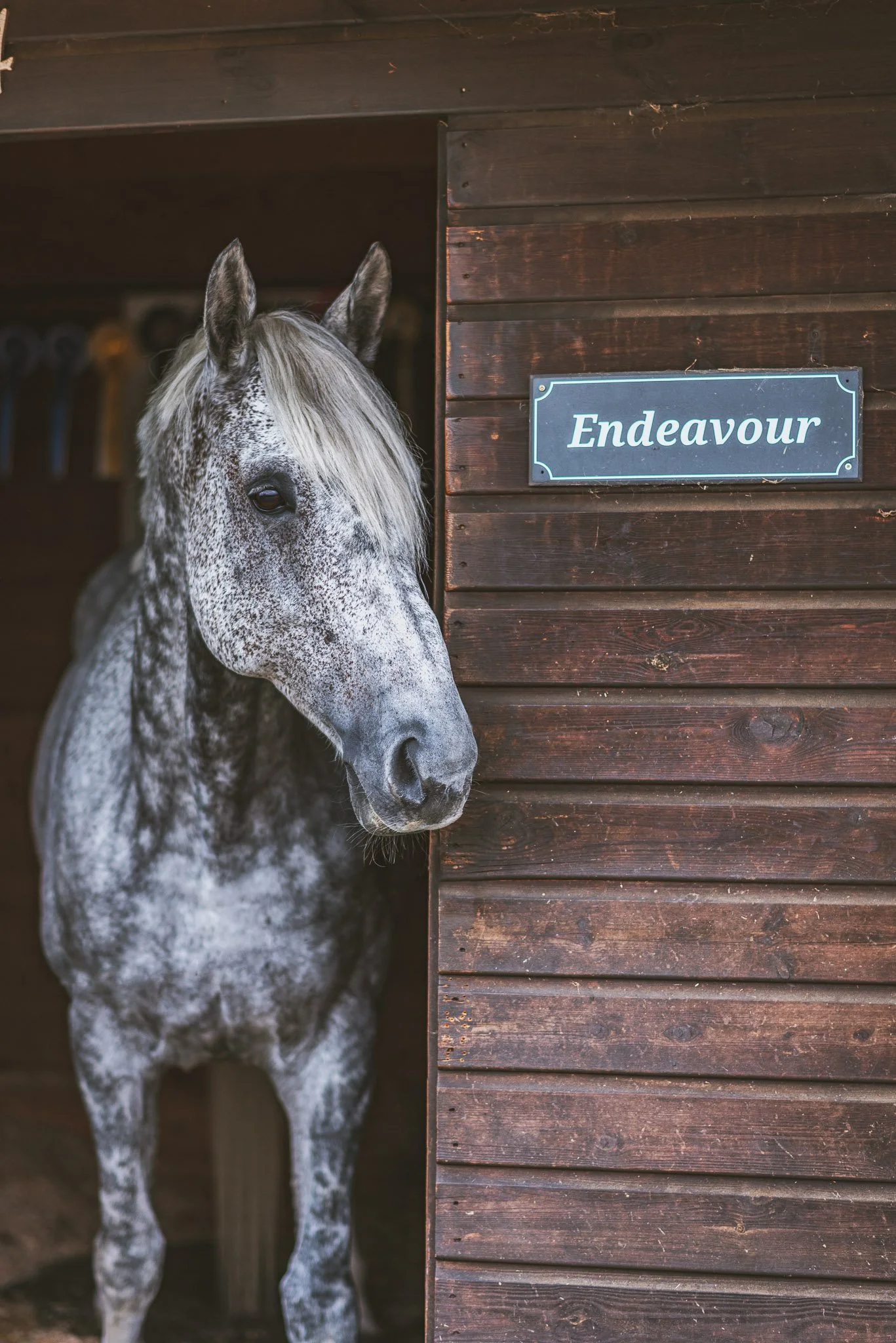 NORFOLK-EQUINE-PHOTOGRAPHER (26).jpg