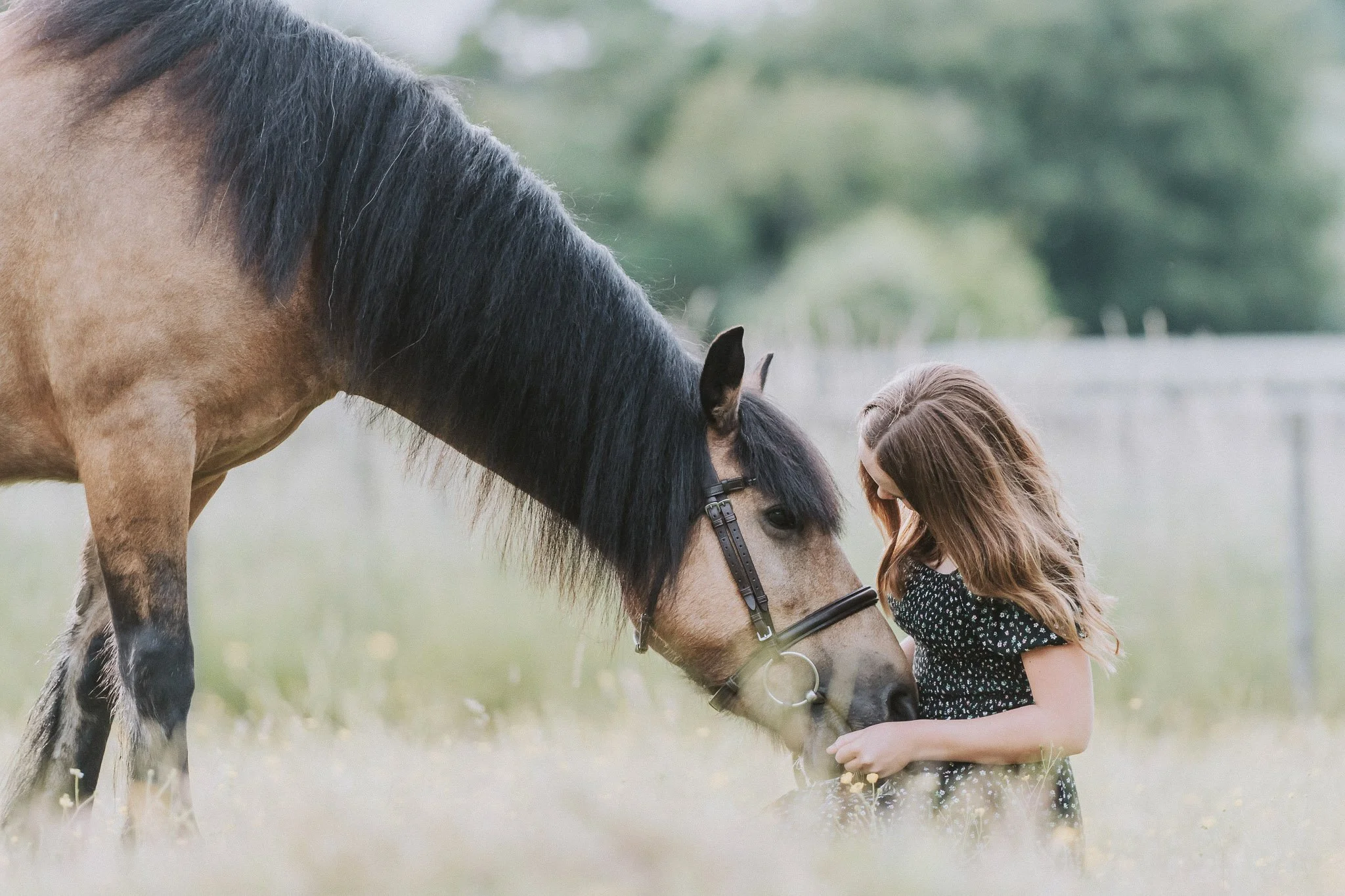 A girl with long brown hair wearing a black floral dress is gently holding her hands near the nose of a large brown and black horse with a black mane, as they touch foreheads in a peaceful outdoor setting with blurred green trees and a fence in the b