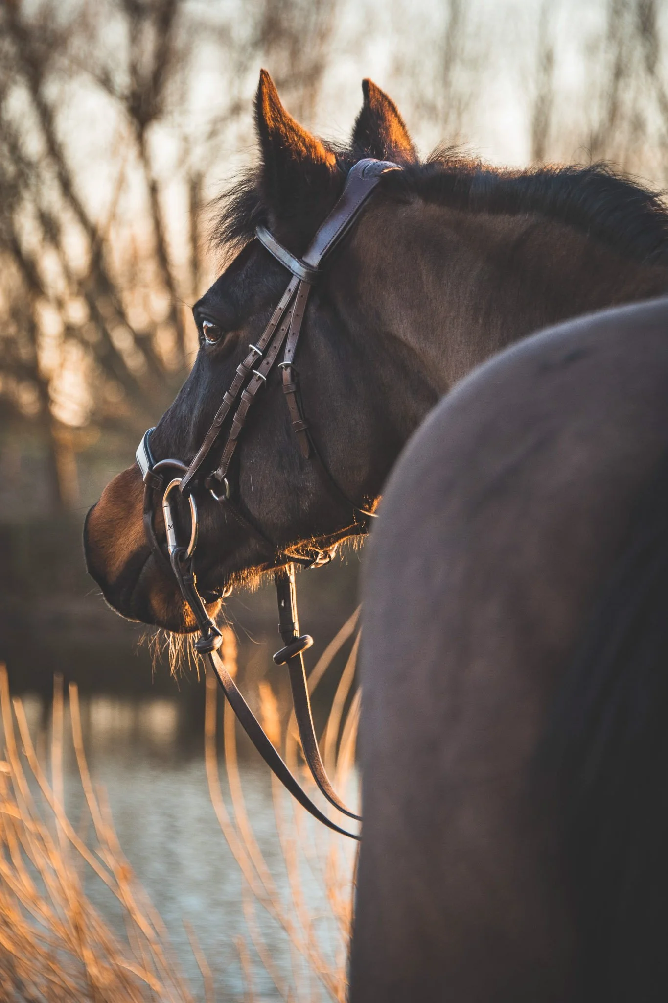 NORFOLK-EQUINE-PHOTOGRAPHER (22).jpg