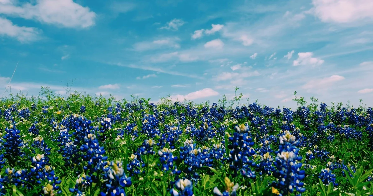 Community Priorities: Environmental Health Protects Arlington’s Neighborhoods