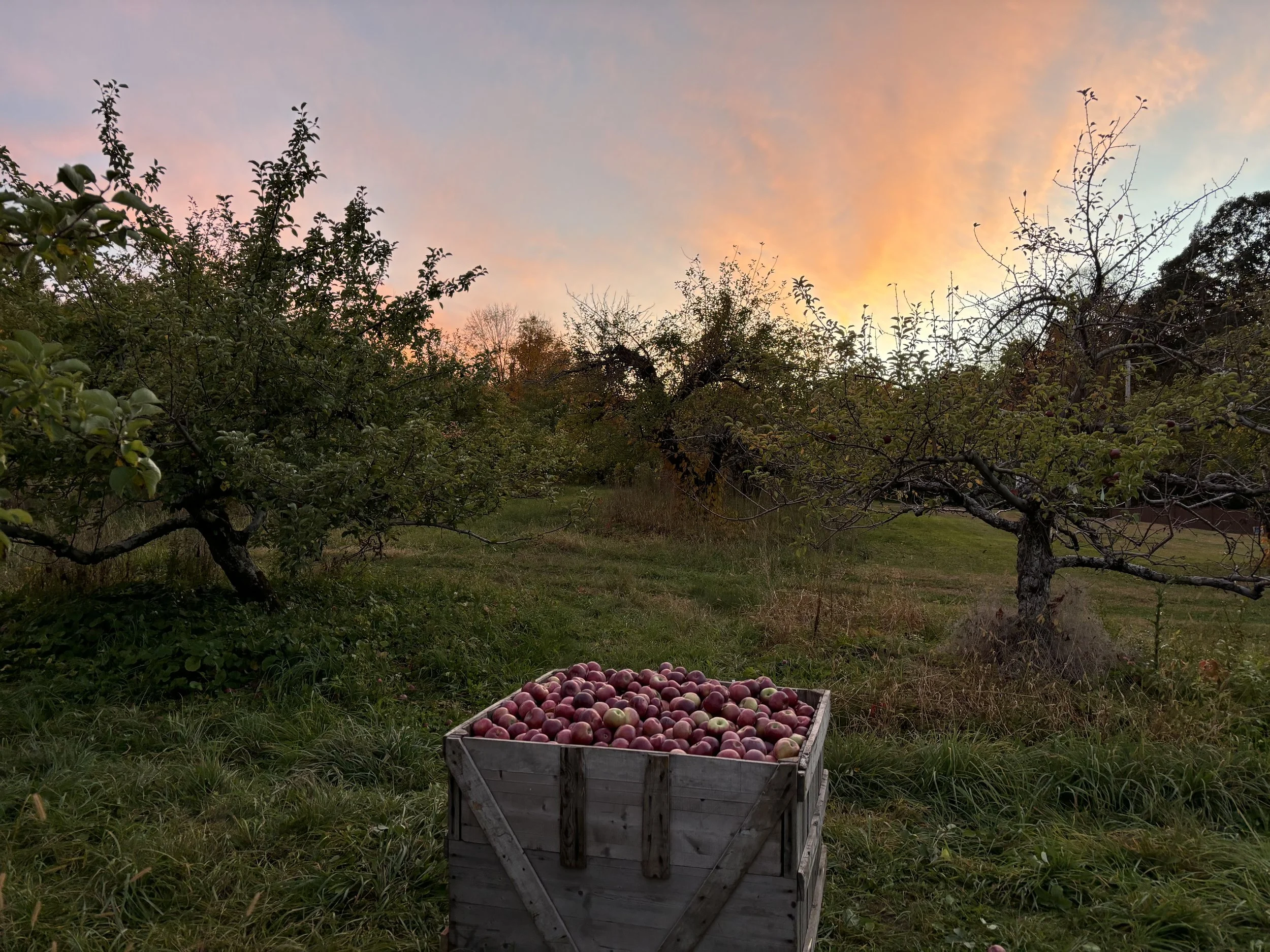 Porchard Fest - Orchard Nights