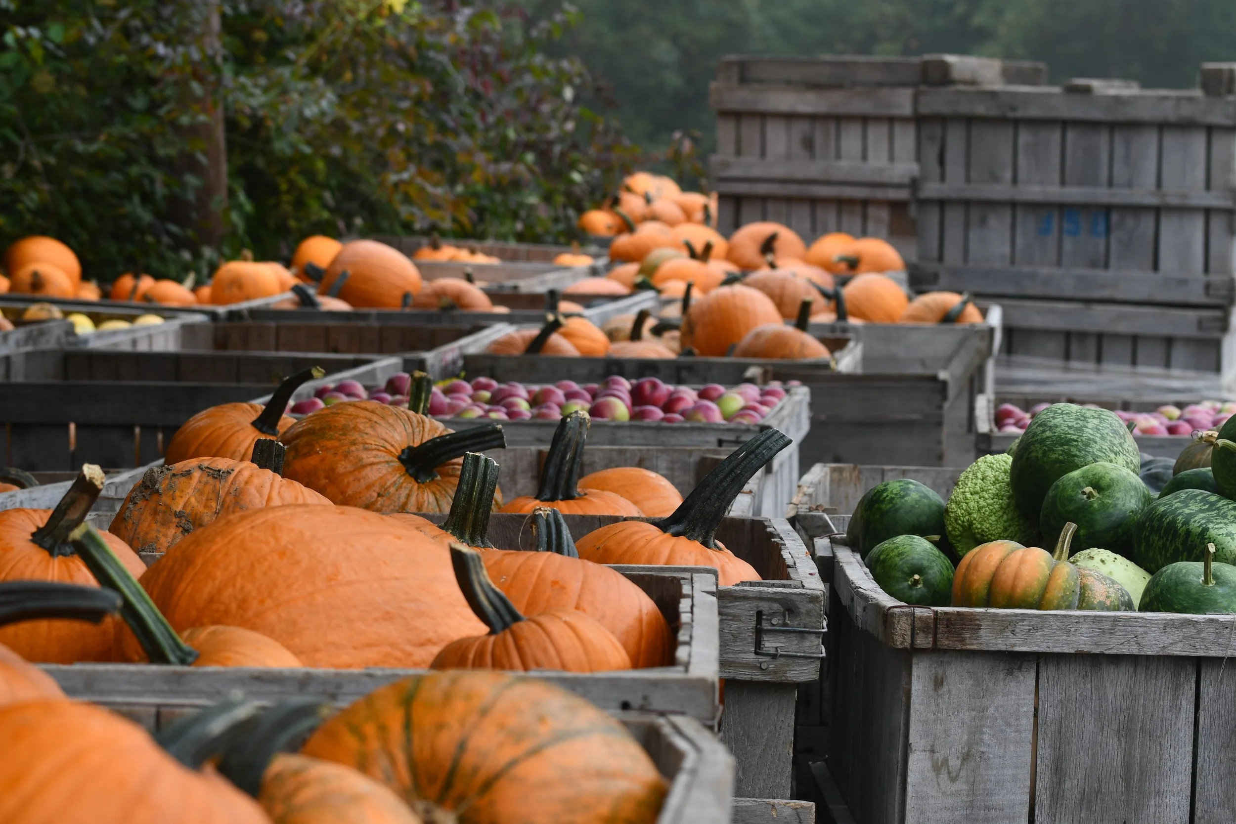 Porchard Fest - Fall Finale