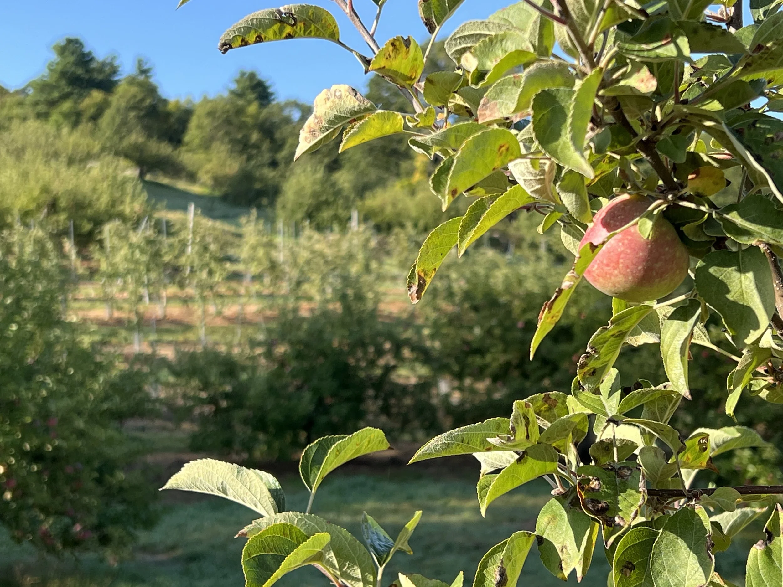 Porchard Fest - Opening Harvest