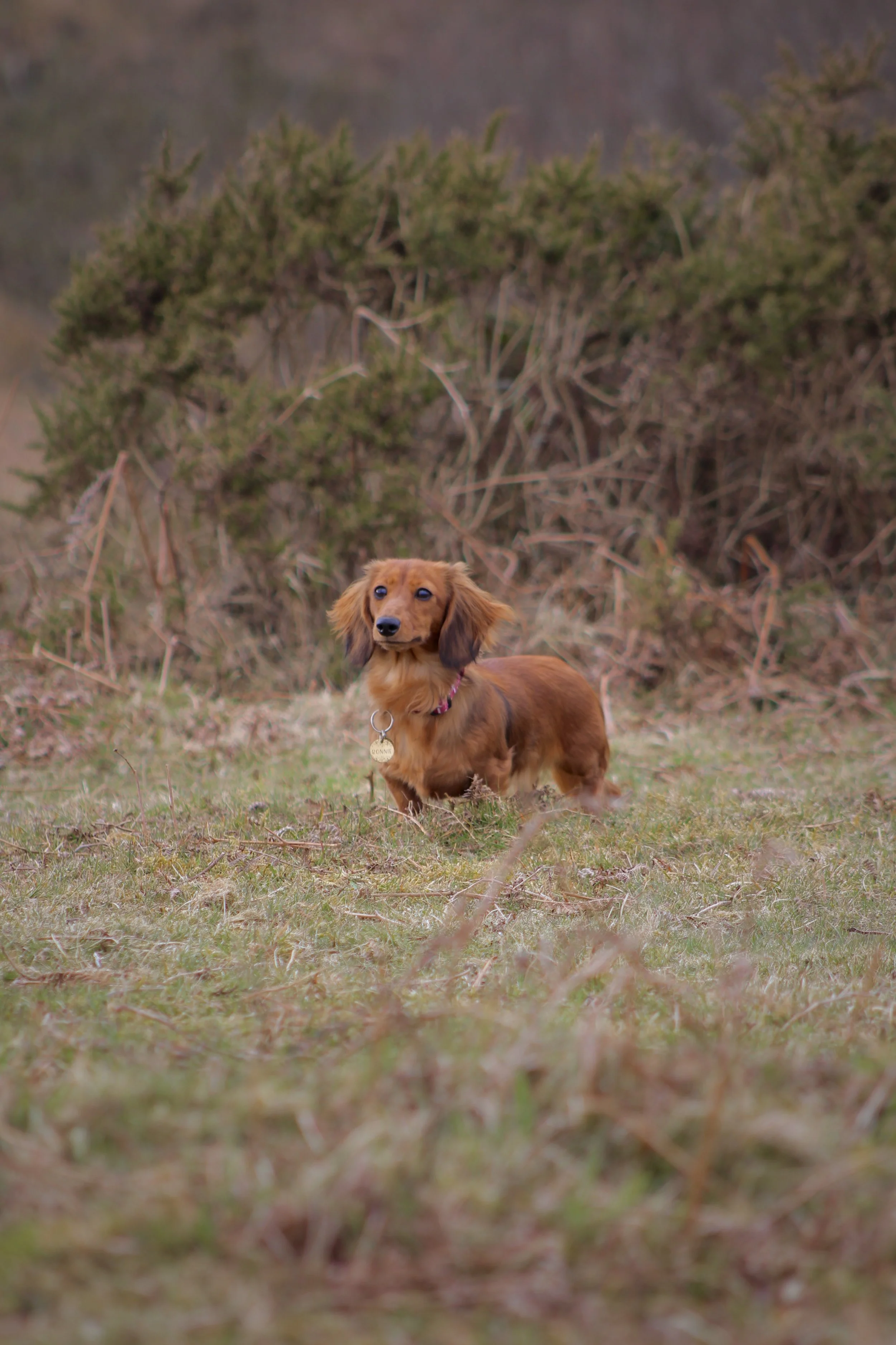 A small brown dachshund dog standing outdoors on grass with shrubs in the background.