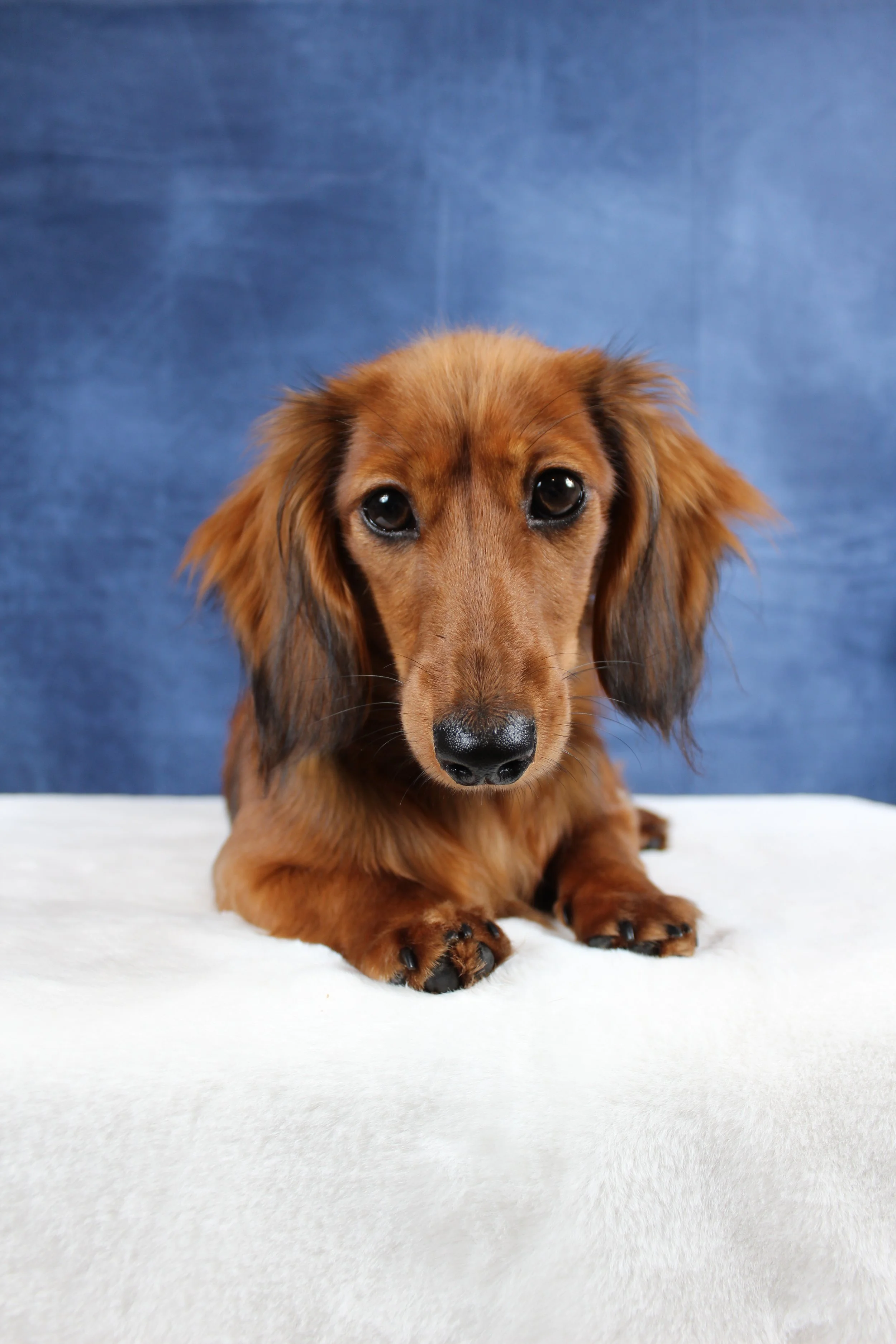A cute brown long-haired dachshund lying on a white surface with a blue background.
