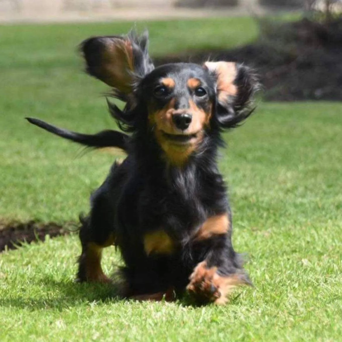 A small black and tan dog running on grass with floppy ears and a joyful expression.