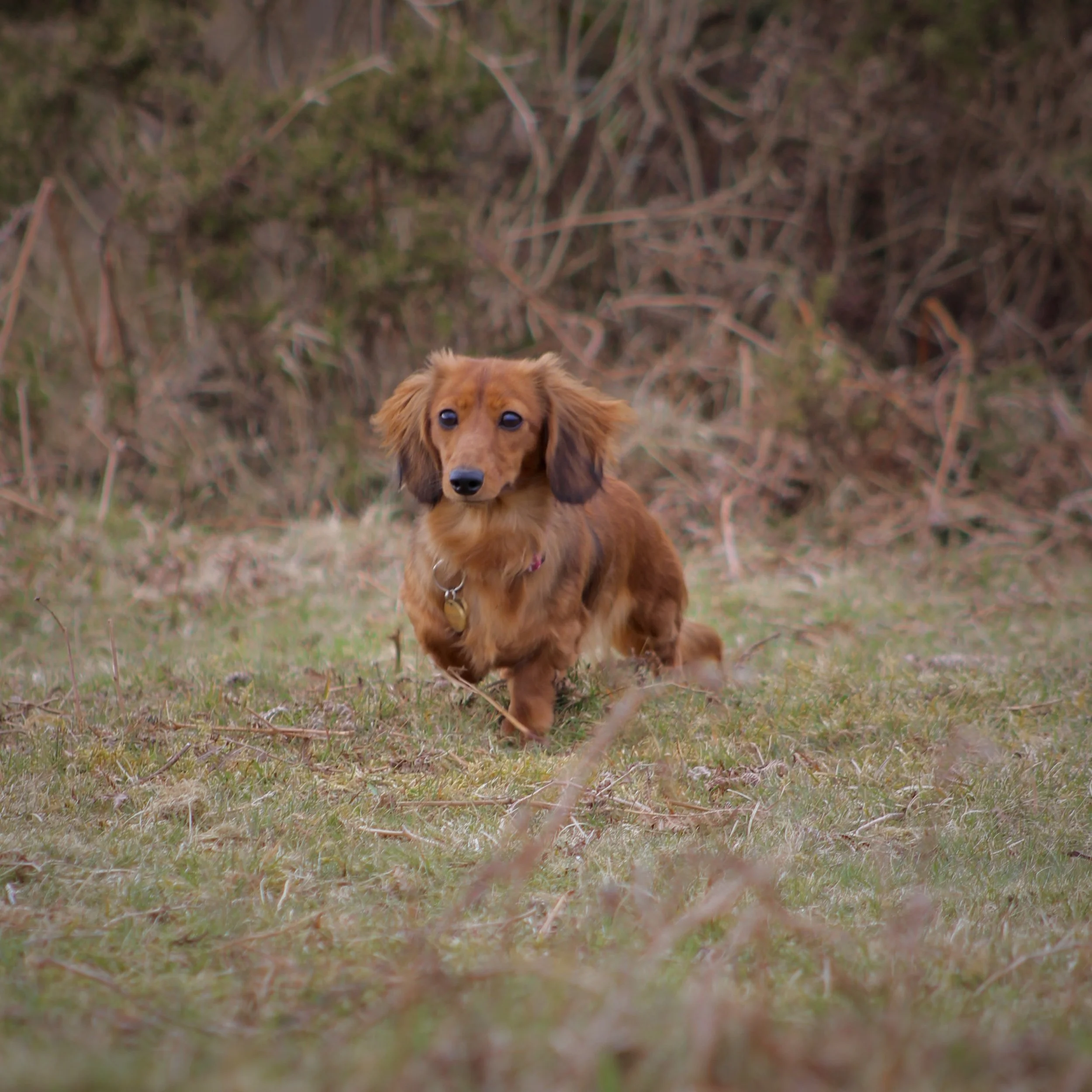A small brown dachshund dog running on a grassy field with a background of bushes and dried plants.