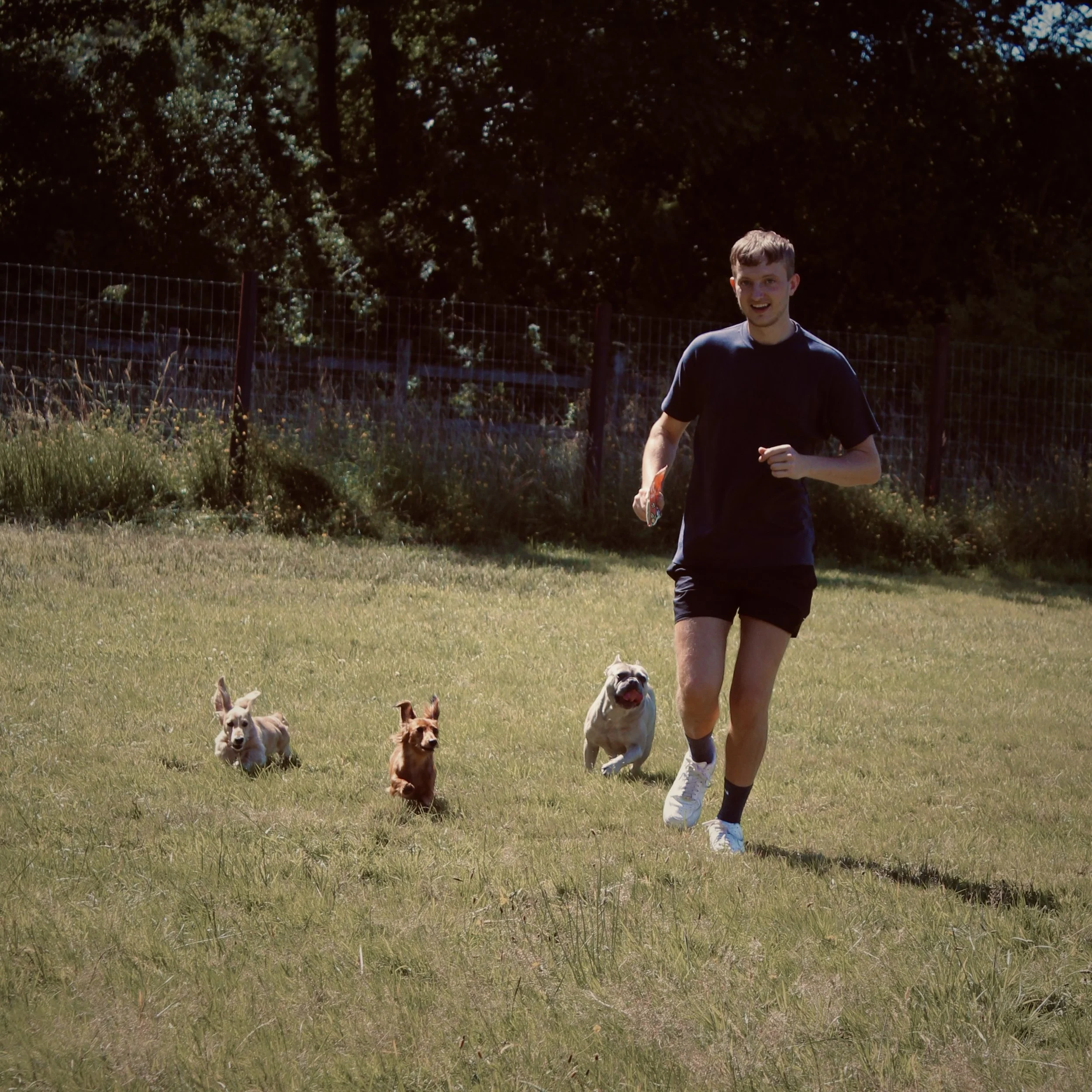 A young man jogging on grass with three dogs running behind him in a park on a sunny day.