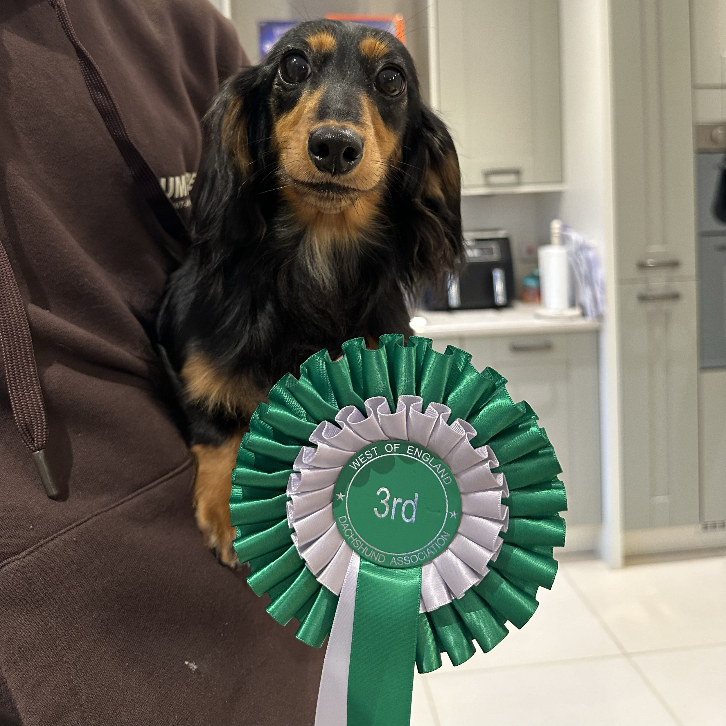 A long-haired black and tan dachshund sitting on a person's lap in a kitchen, with a green and silver third place rosette ribbon from the West of England Dachshund Association in front of it.