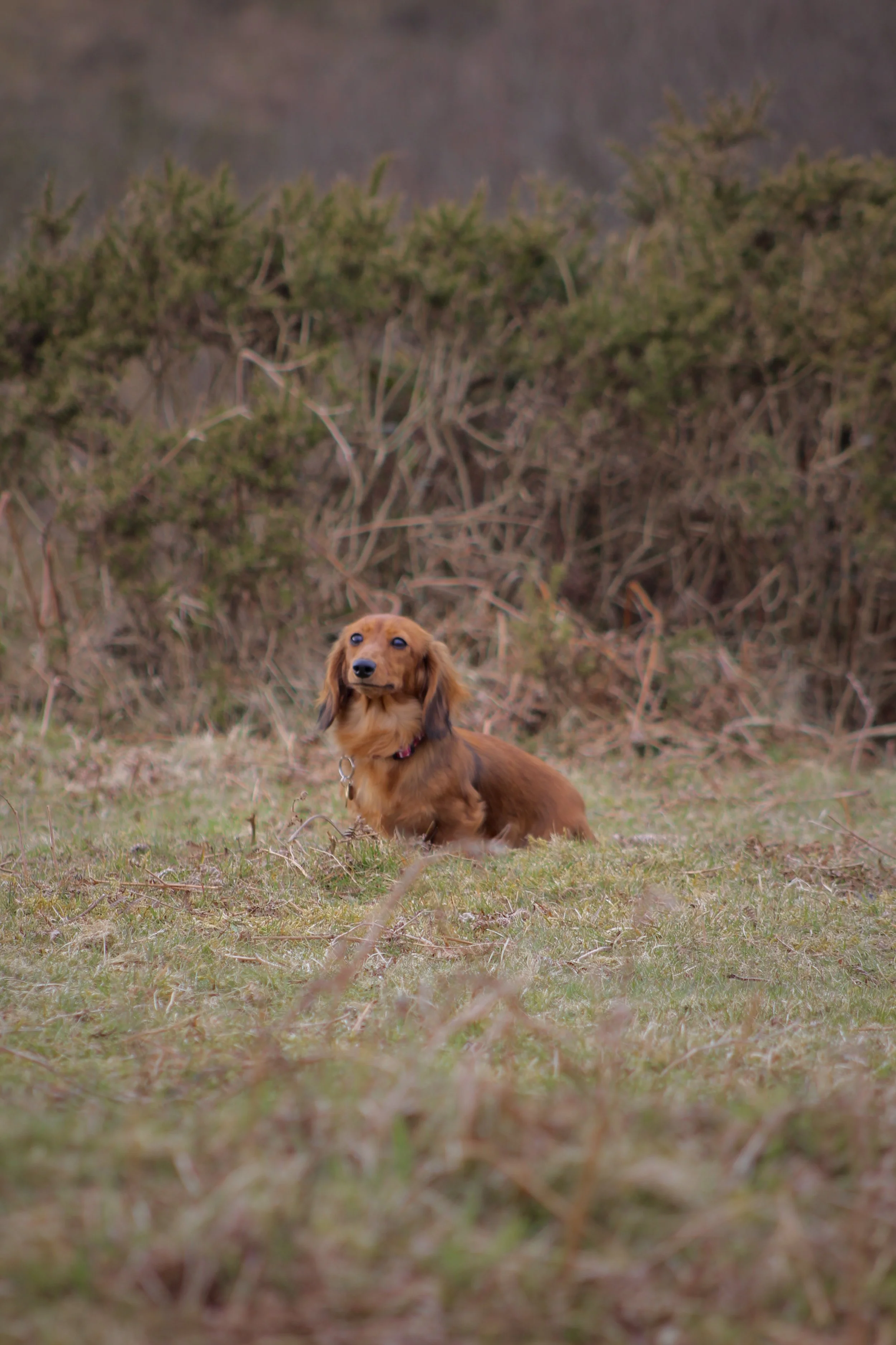 A brown dog with long ears sitting on grass in a natural outdoor setting with shrubs in the background.