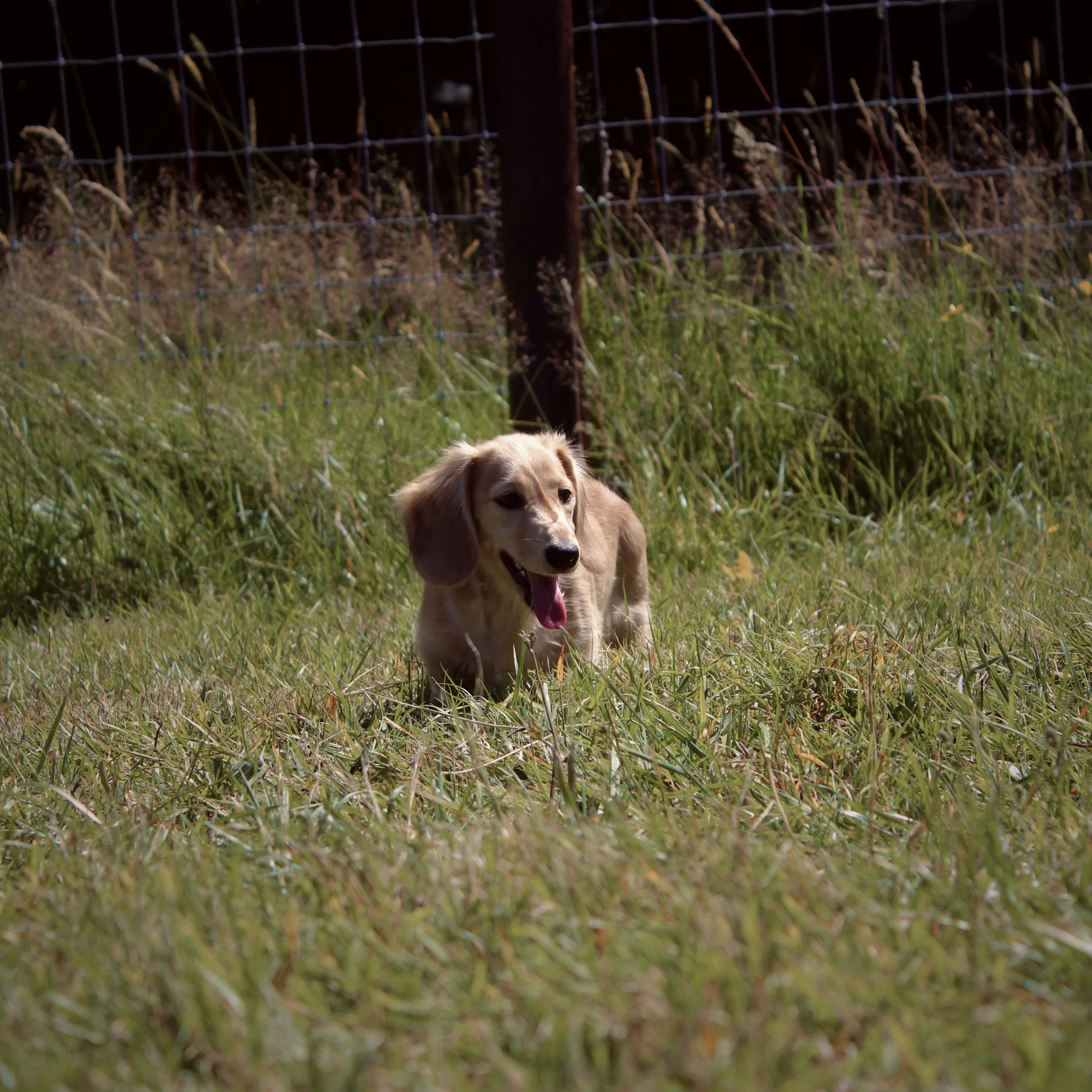 A small tan and white long-haired dachshund puppy with a pink tongue hanging out, walking in a grassy field.