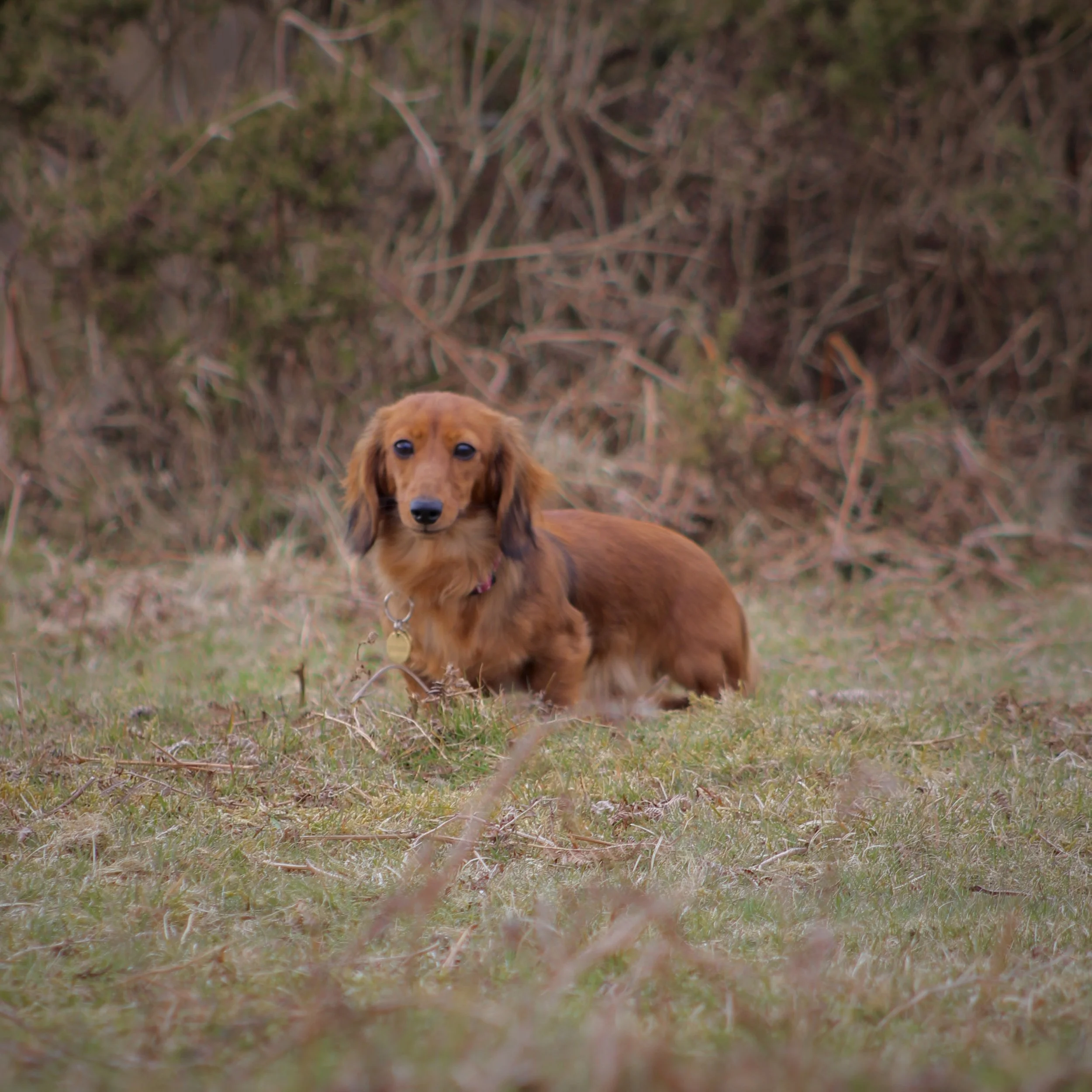 A brown dachshund dog sitting on grass in front of a background of dry bushes and plants.