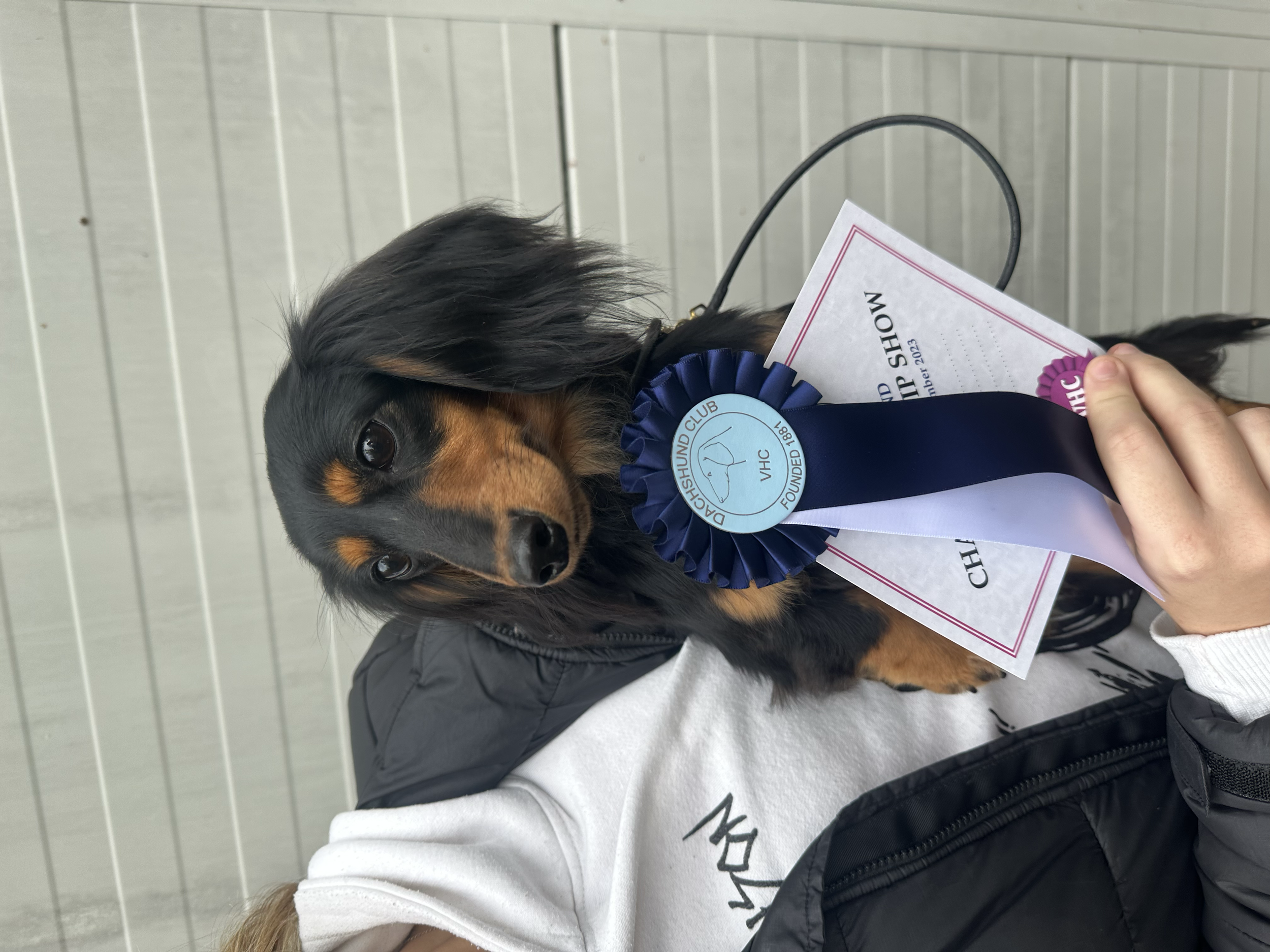 Small black and tan longhaired dachshund with floppy ears held by a person wearing a white shirt and black vest, displaying a blue and white ribbon and a certificate, in front of a light-colored wooden wall.