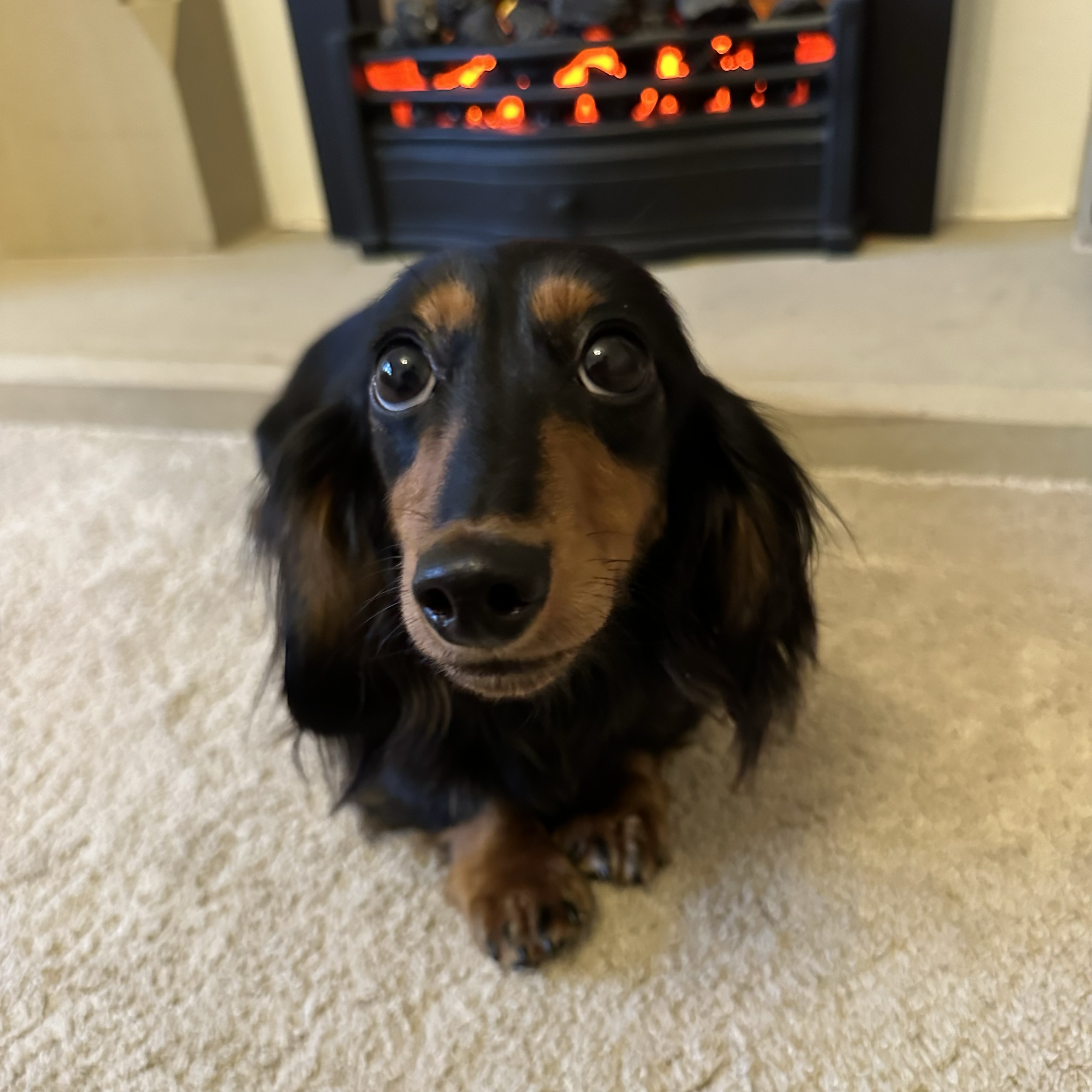 Close-up of a black and tan long-haired Dachshund looking directly at the camera, with an electric fireplace in the background.