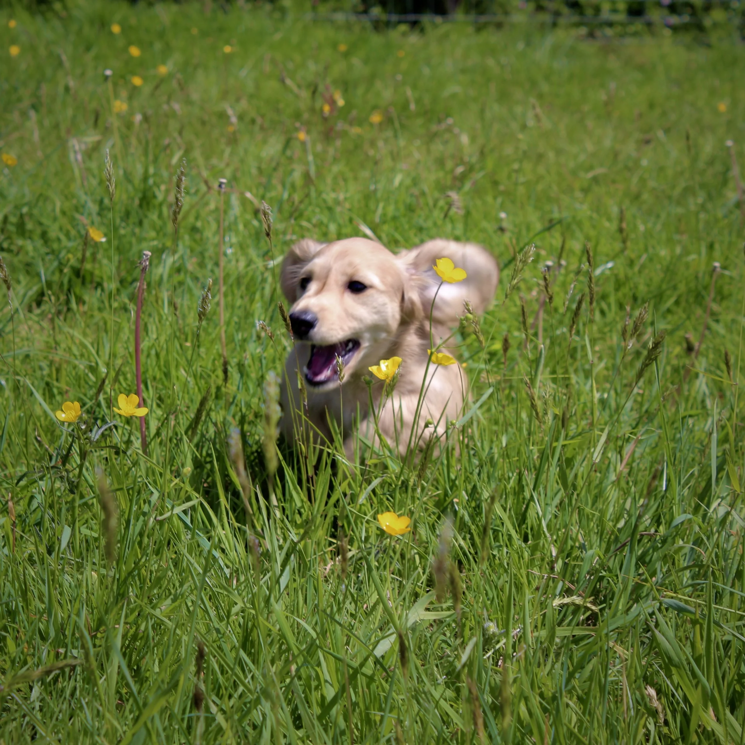 A playful golden retriever puppy running through a green grassy field with yellow wildflowers.