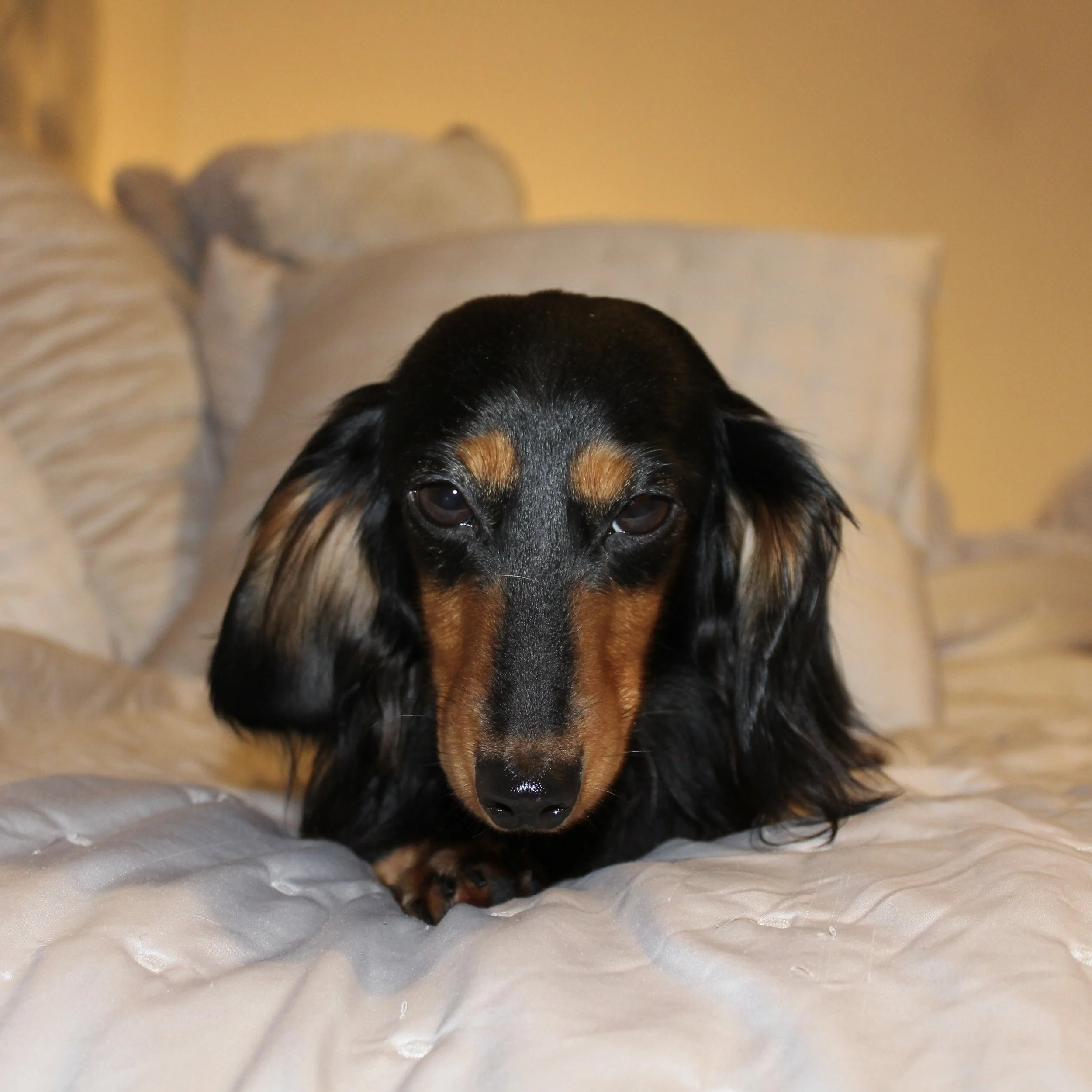 A long-haired black and tan Dachshund lying on a bed with beige pillows and bedding.