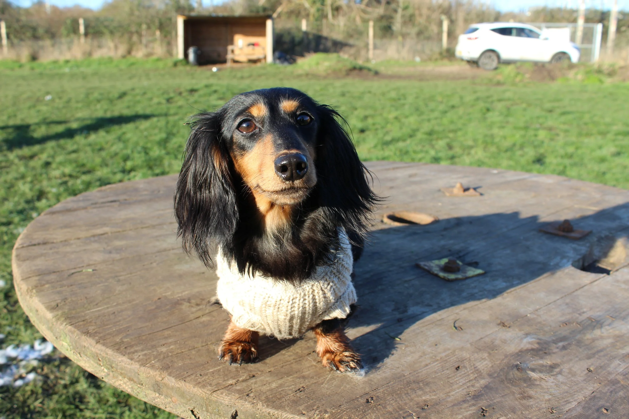 A black and tan long-haired Dachshund wearing a cream-colored sweater, standing on a round wooden table outdoors with grassy area and a white car in the background.