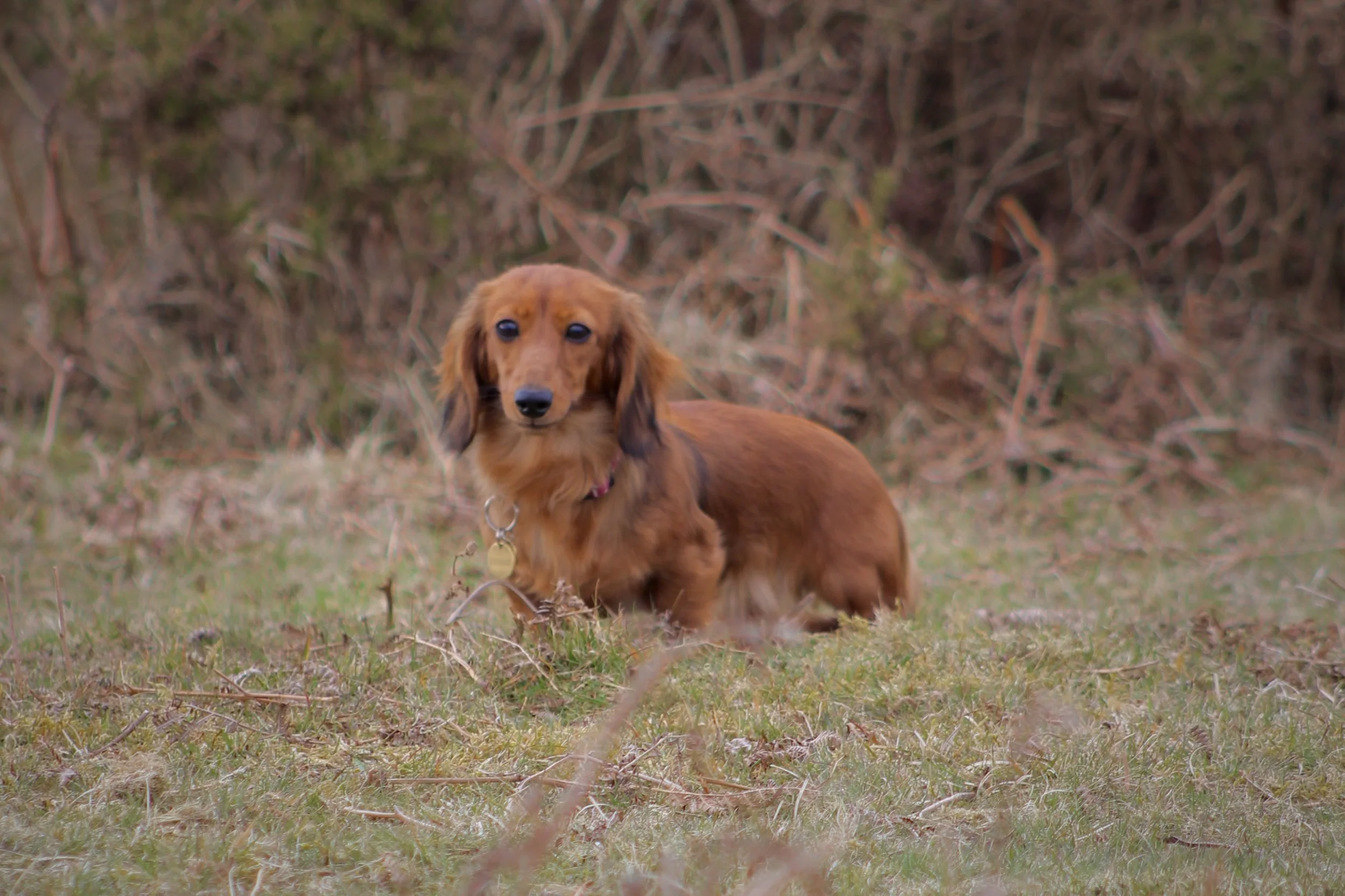 A long-haired dachshund dog sitting on grass in a natural outdoor setting with brown foliage in the background.