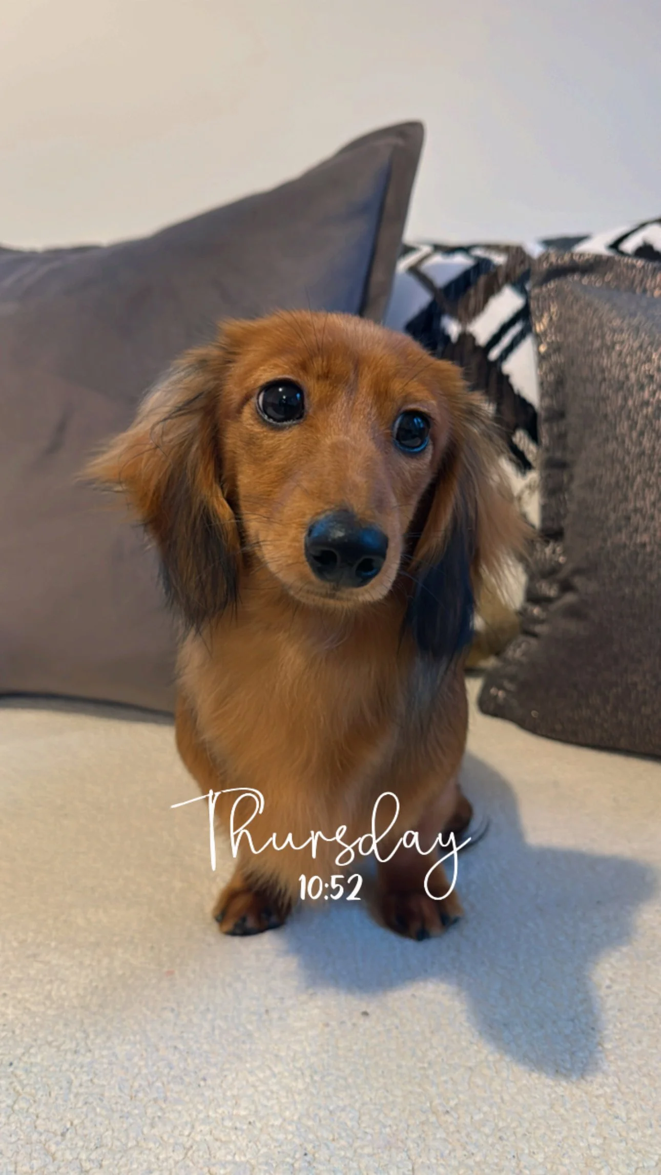 A cute, long-haired dachshund puppy sitting on a beige couch with gray and patterned pillows, looking directly at the camera, with the text "Thursday 10:52" overlaid.