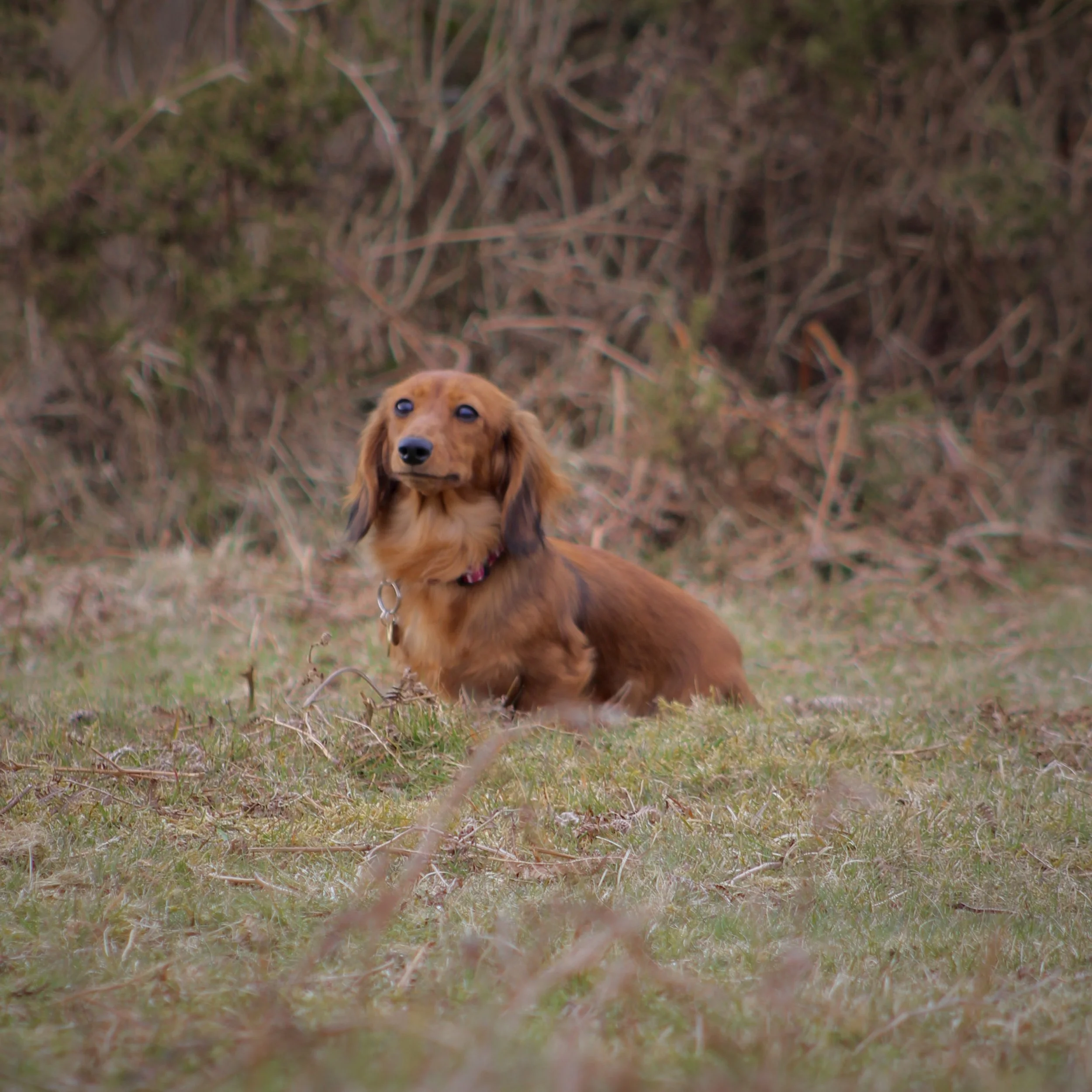 A long-haired, brown dachshund sitting in a grassy area with a background of dry, brown foliage.