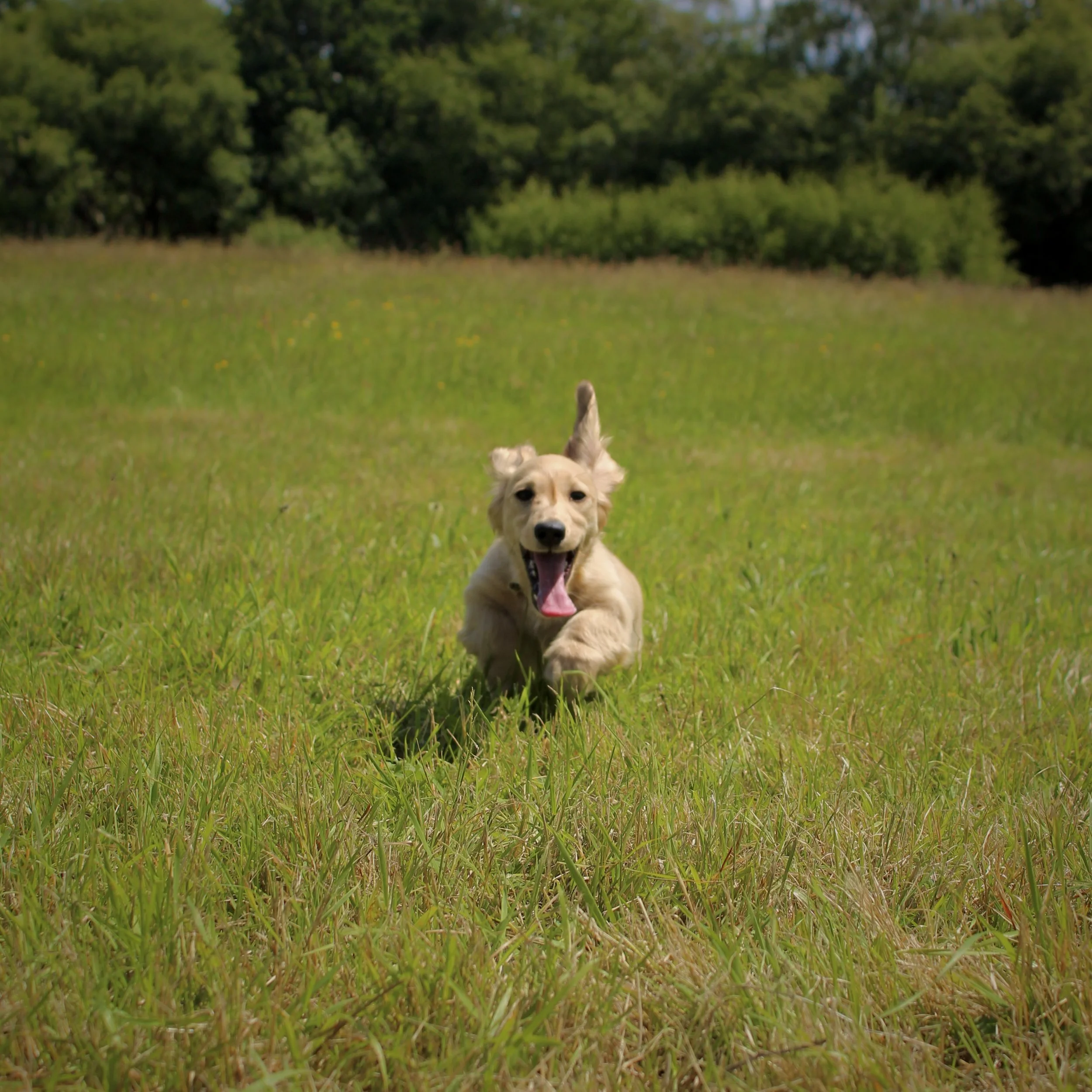 Golden retriever puppy running towards the camera in a grassy field with trees in the background