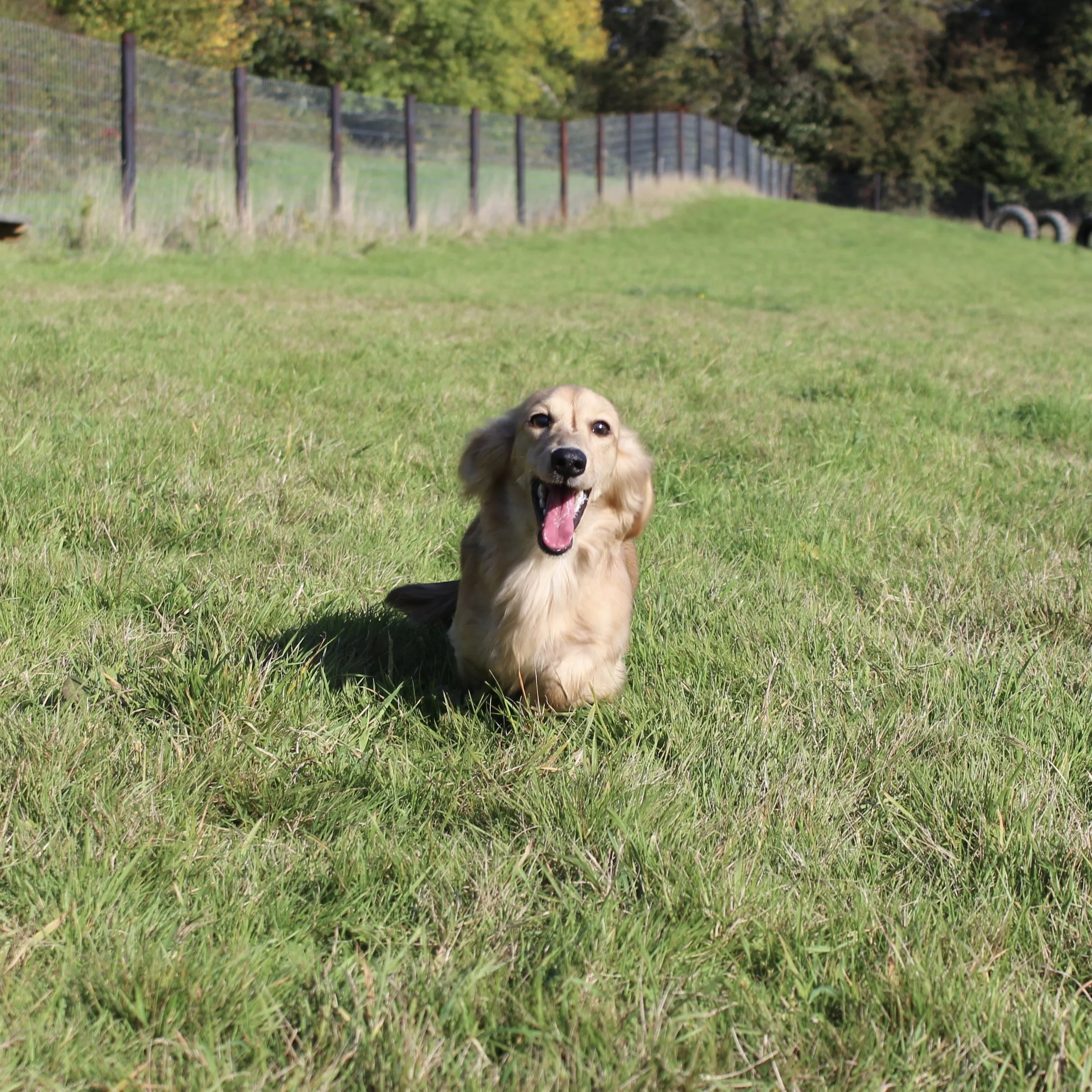 A golden retriever dog lying on green grass in a park, with a fence and trees in the background, appearing to bark or yawn.