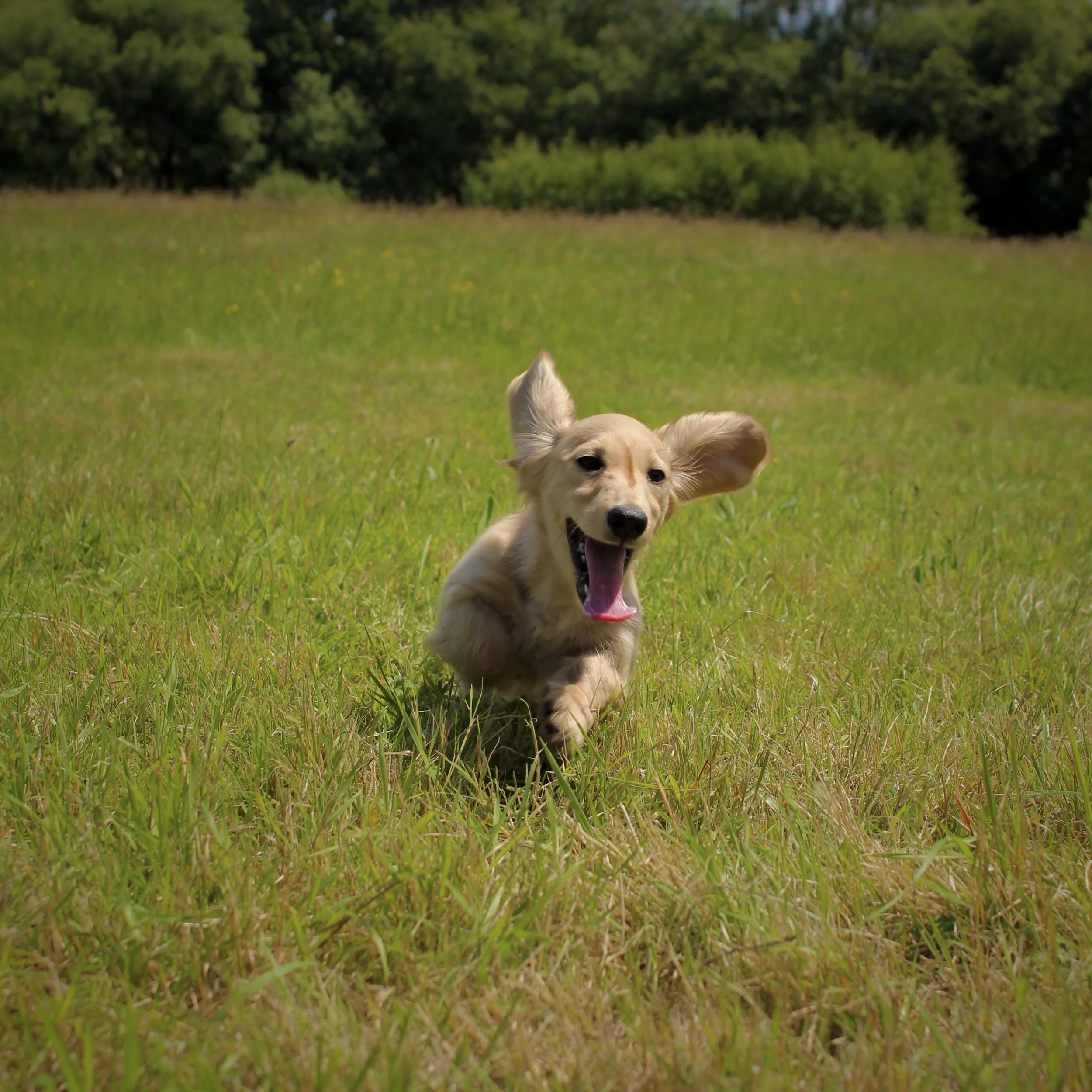 A happy golden retriever puppy running through a grassy field with a backdrop of trees and a clear sky.