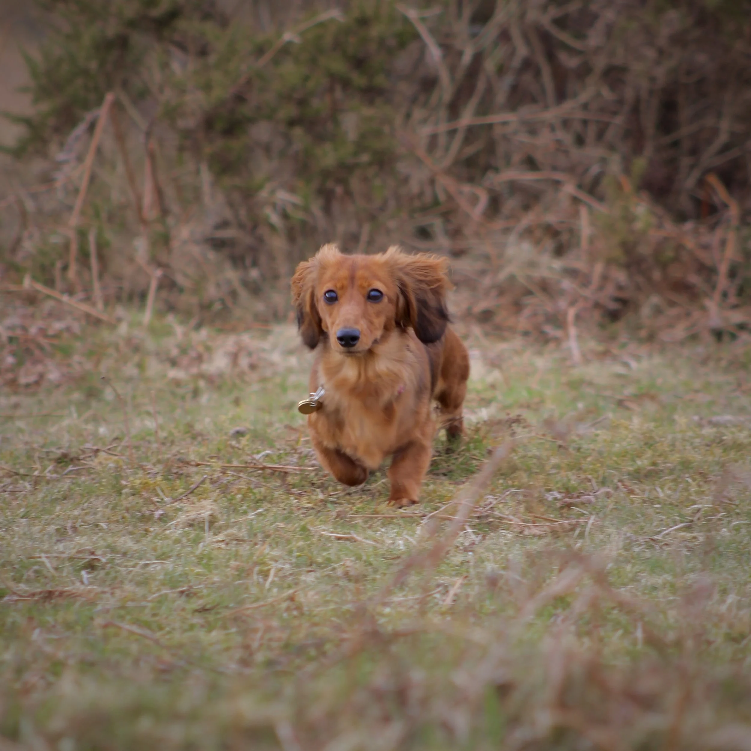 A small brown Dachshund dog running through a grassy field with overgrown bushes in the background.