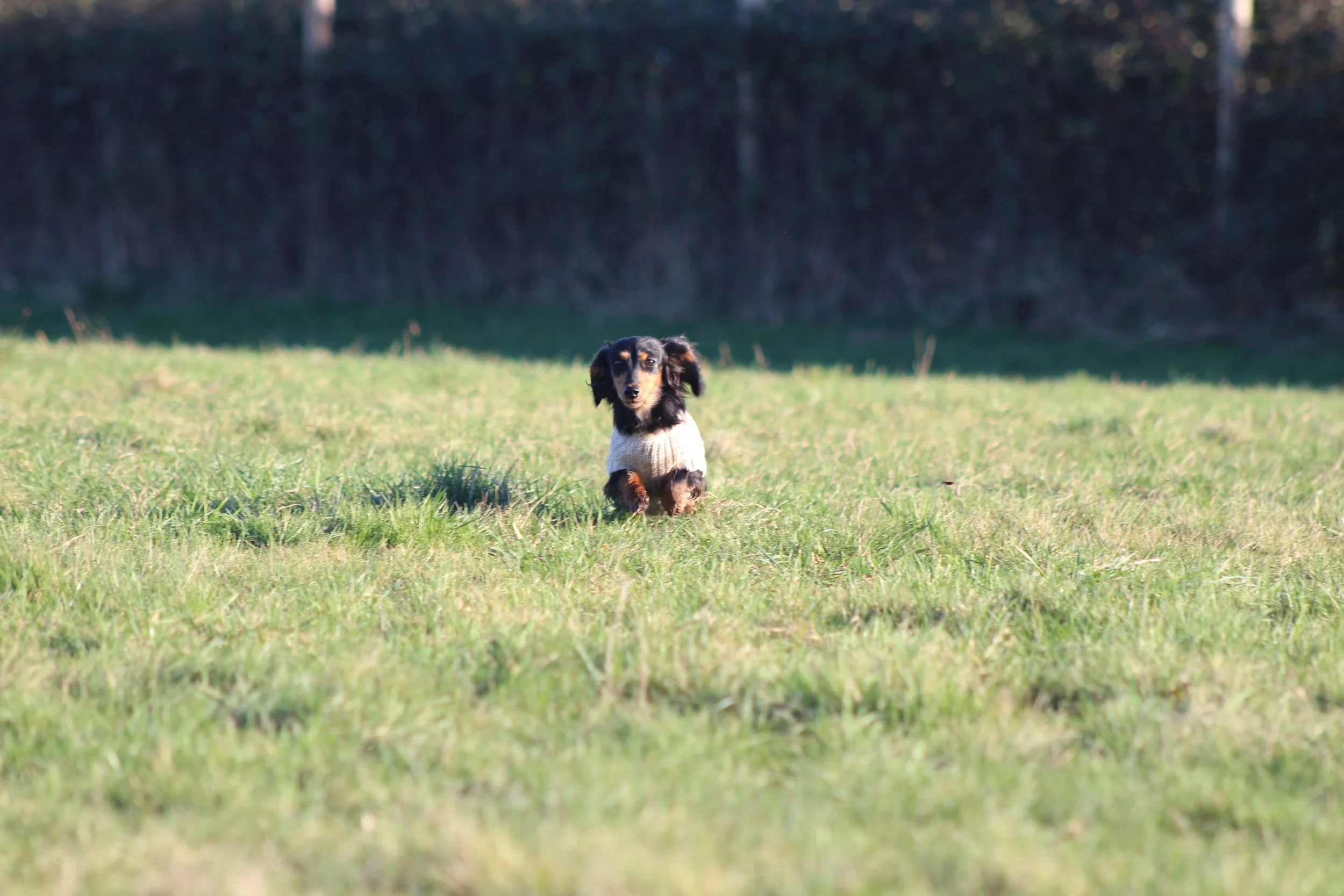A small black and brown dog wearing a white sweater is running across a grassy field with a dark tree line in the background.