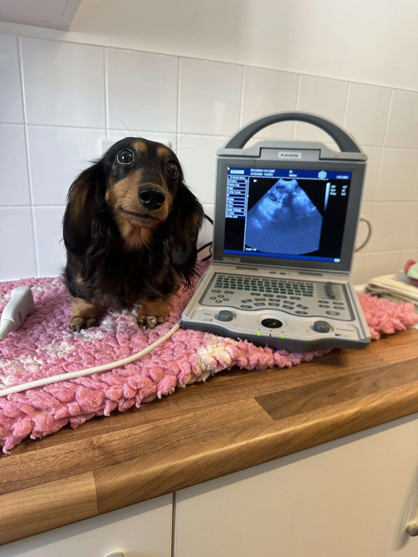A dachshund dog sitting on a pink textured mat next to an ultrasound machine displaying a black and white ultrasound scan.