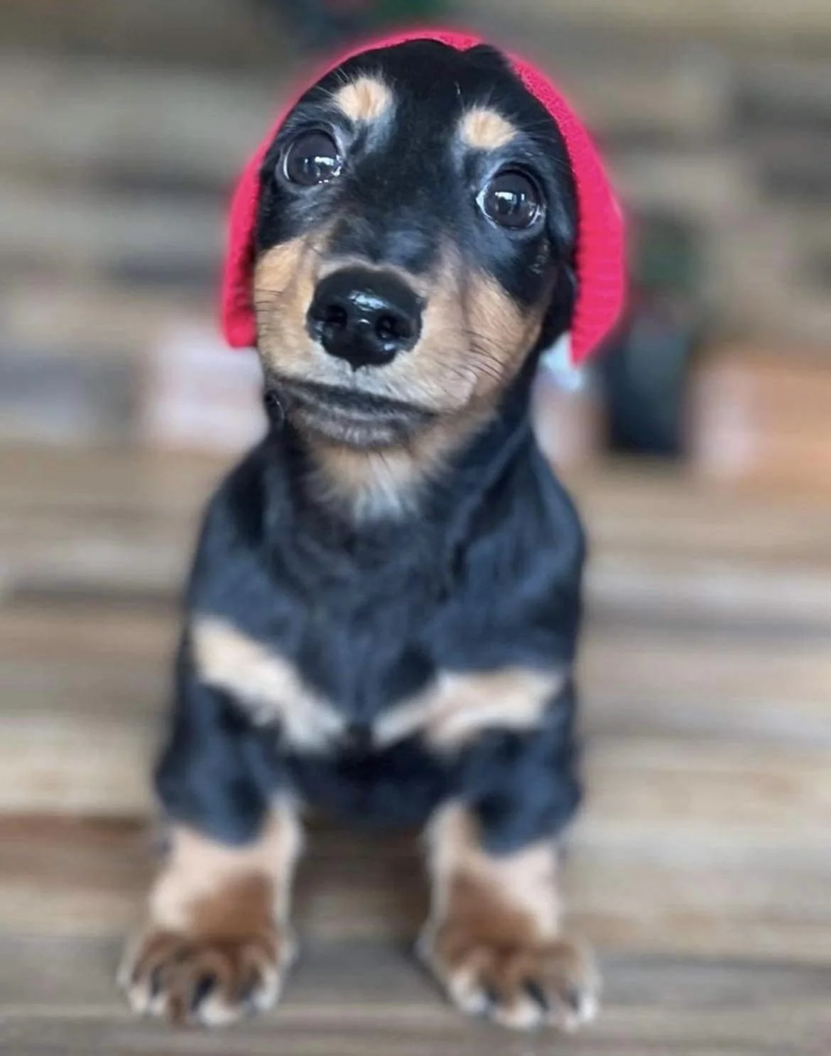 A cute puppy with black and tan fur, wearing a red knit cap, sitting on a wooden floor with a blurred background.