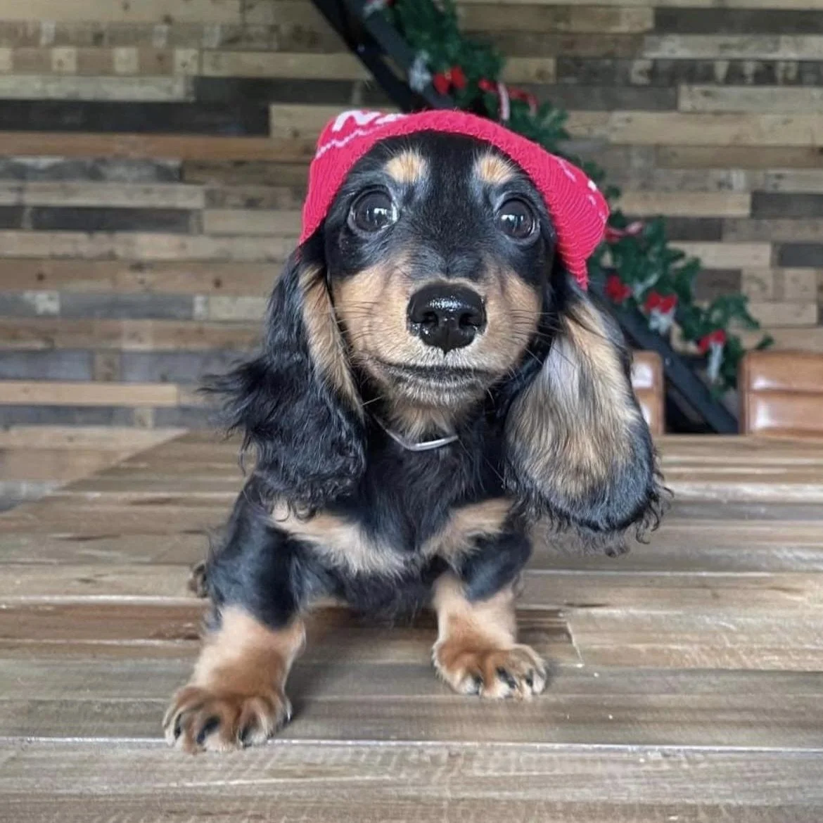 A cute puppy wearing a red Christmas hat with white trim, standing on a wooden surface with a festive holiday background.