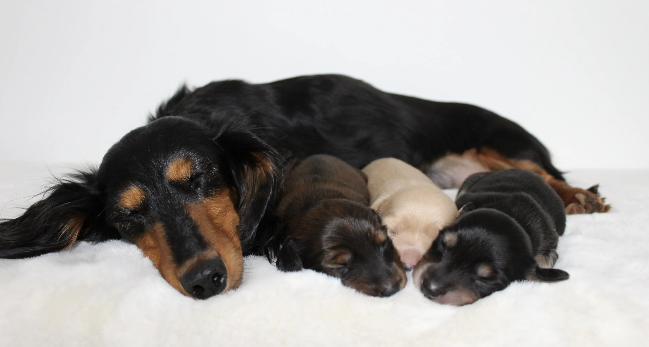 A black and tan adult dog lying on a white surface, sleeping with four sleeping puppies of different colors beside it.