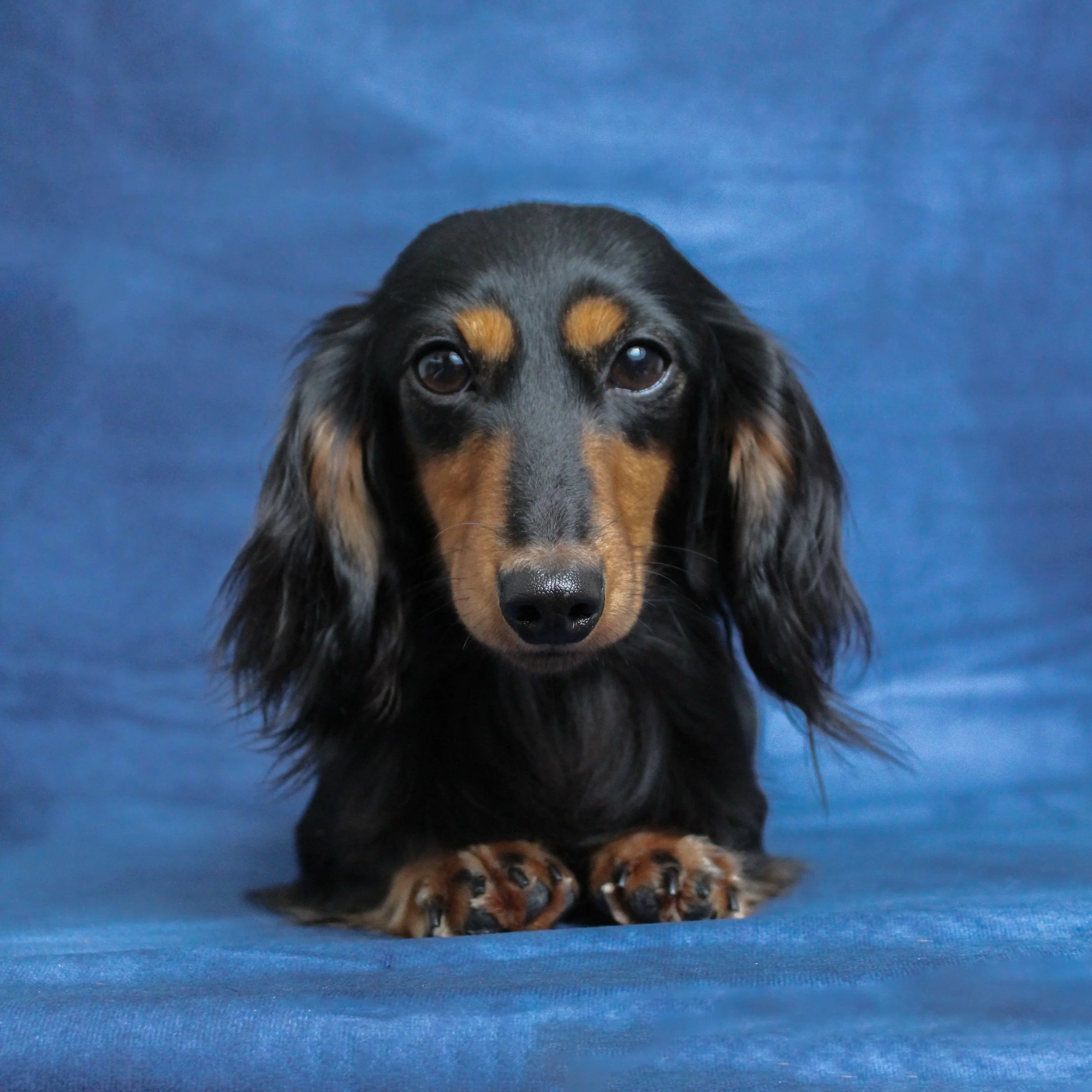 A black and tan long-haired Dachshund puppy lying on a blue surface with a blue background.