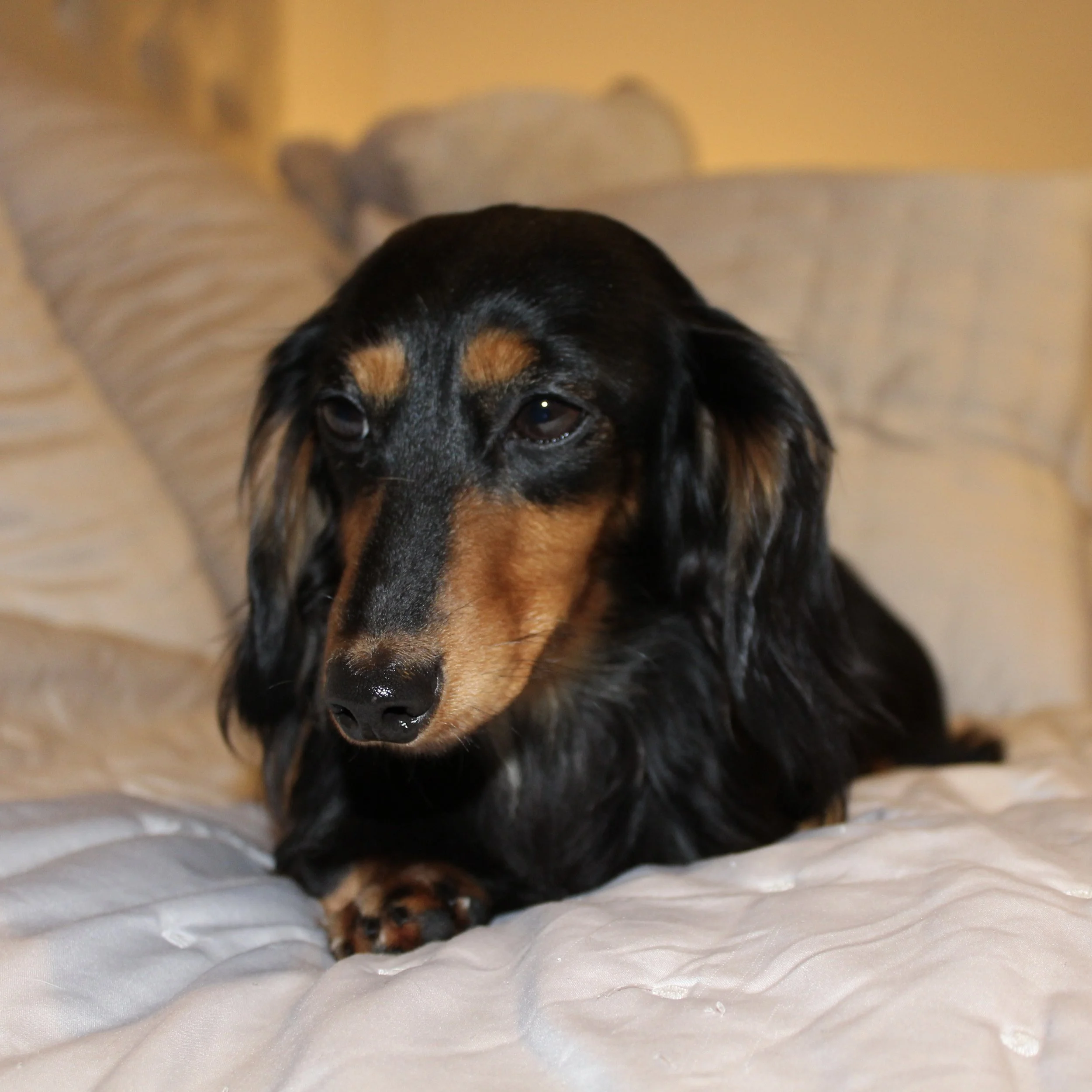 A black and tan long-haired dachshund lying on a bed with beige pillows in the background.